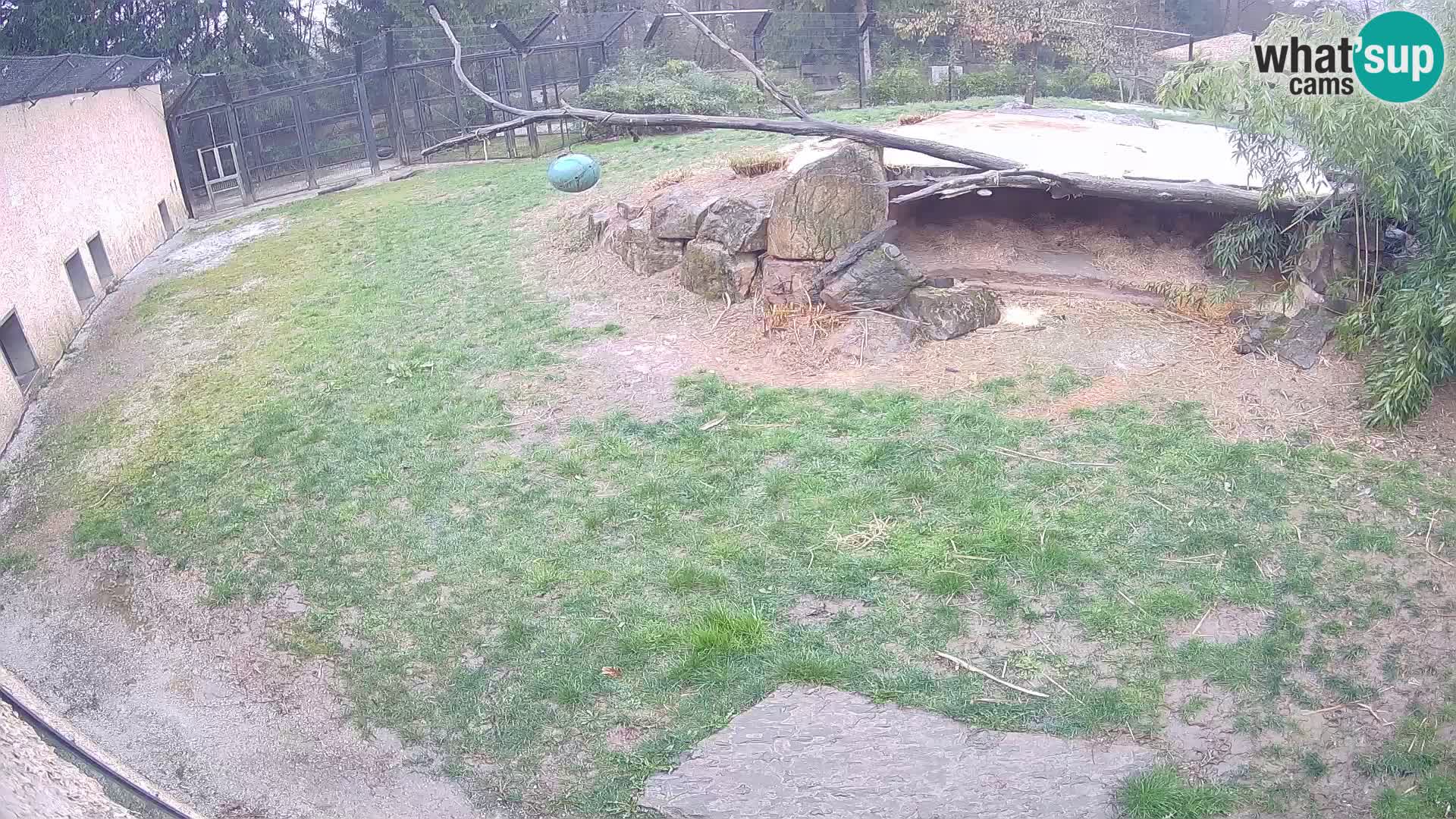 LEON Webcam en vivo en Ljubljana Zoo – Eslovenia