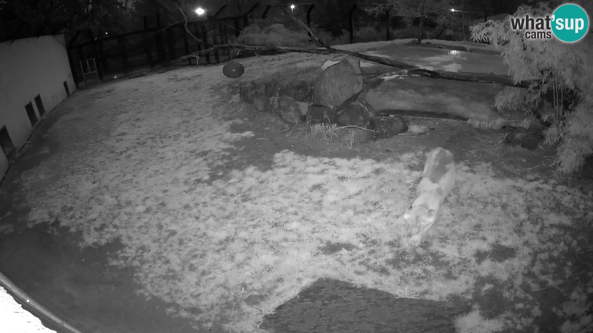 Löwe live Webcam im Zoo von Ljubljana – Slowenien