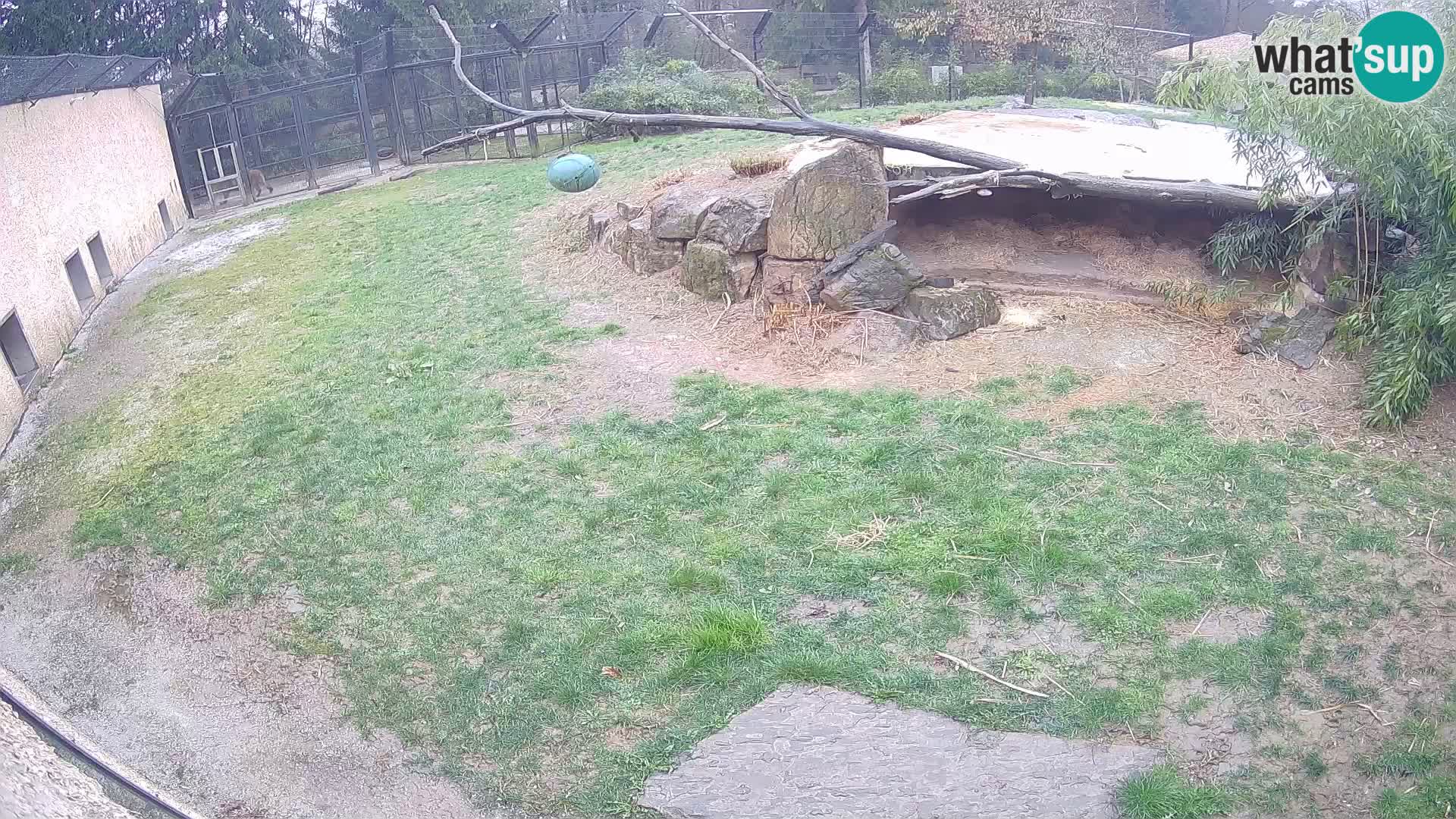 LEON Webcam en vivo en Ljubljana Zoo – Eslovenia