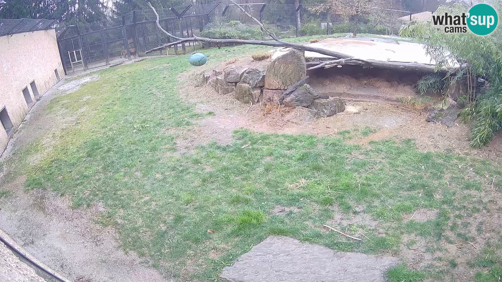 LION live Webcam in Ljubljana Zoo – Slovenia
