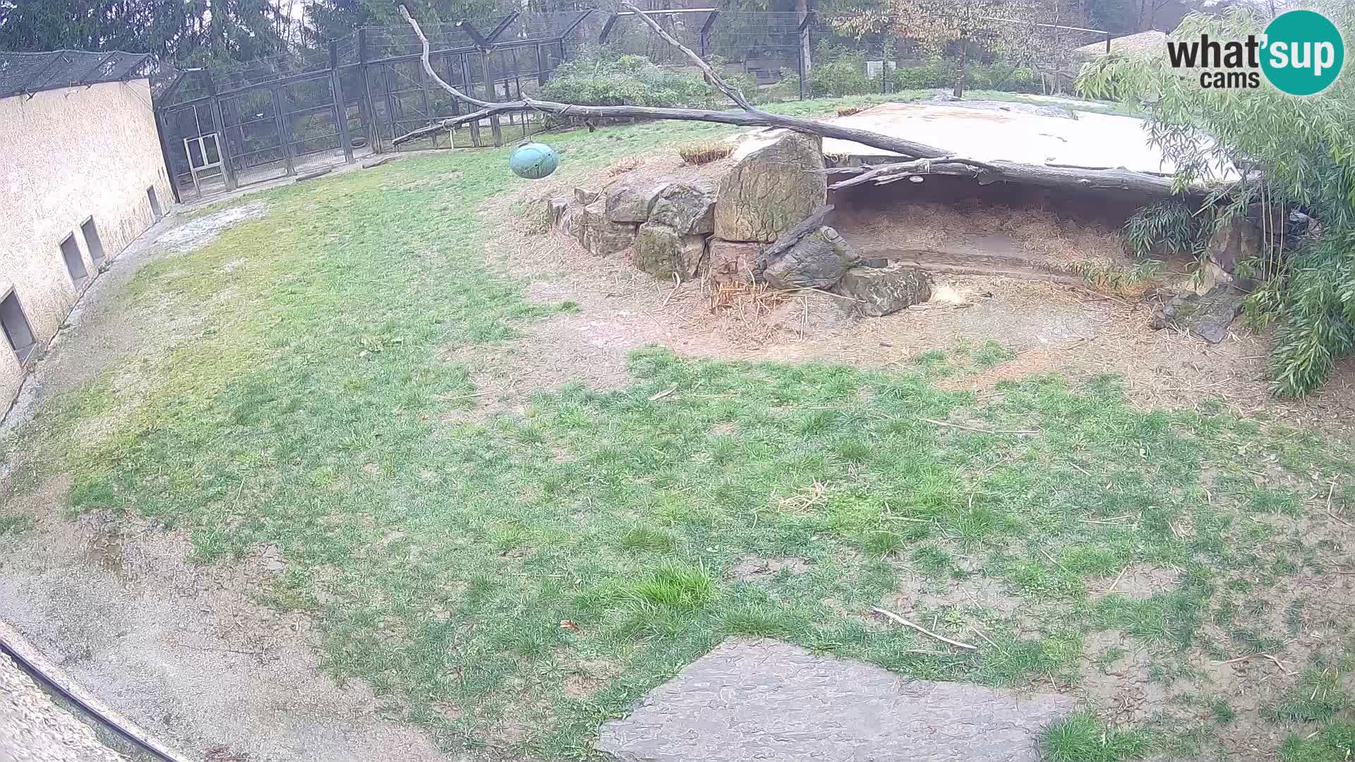 Löwe live Webcam im Zoo von Ljubljana – Slowenien