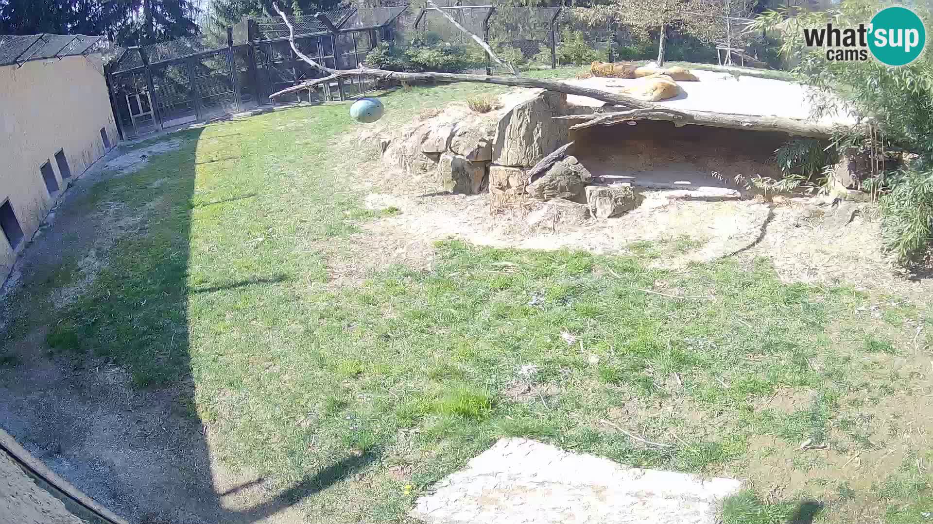 Löwe live Webcam im Zoo von Ljubljana – Slowenien