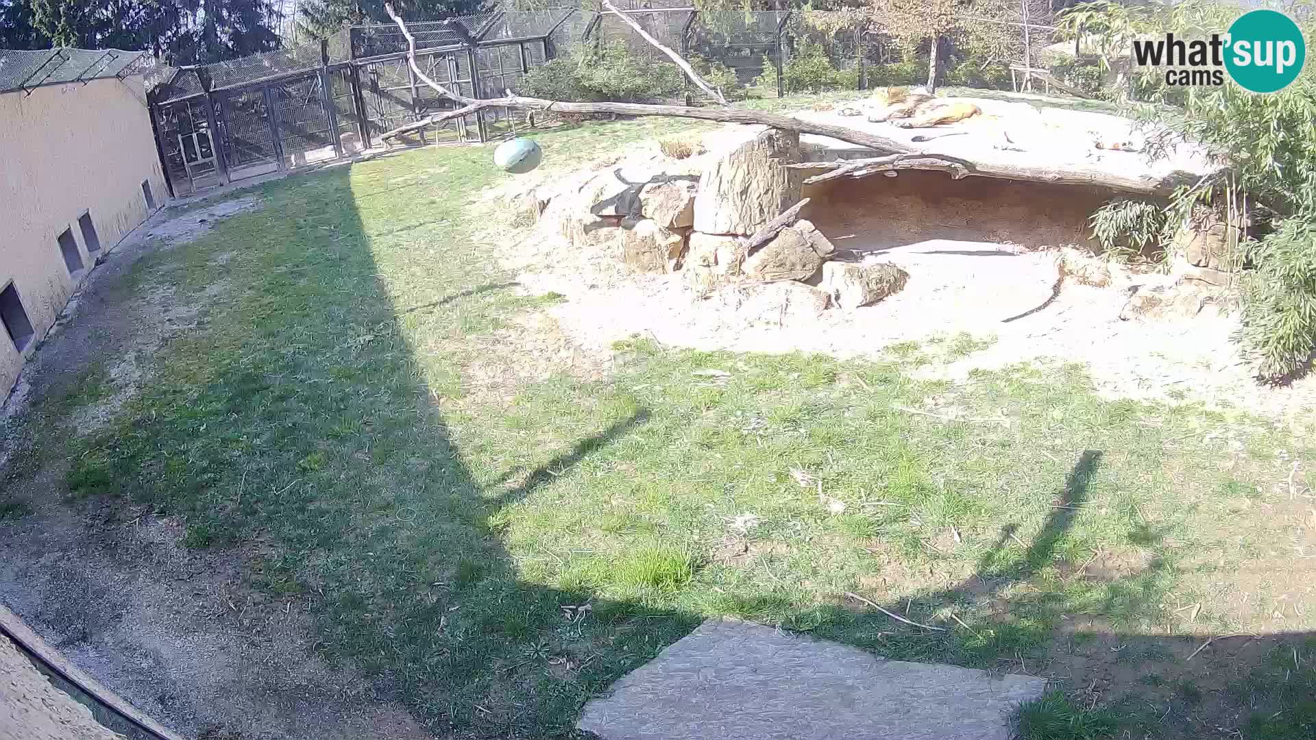 LEONE live Webcam nello zoo di Lubiana – Slovenia