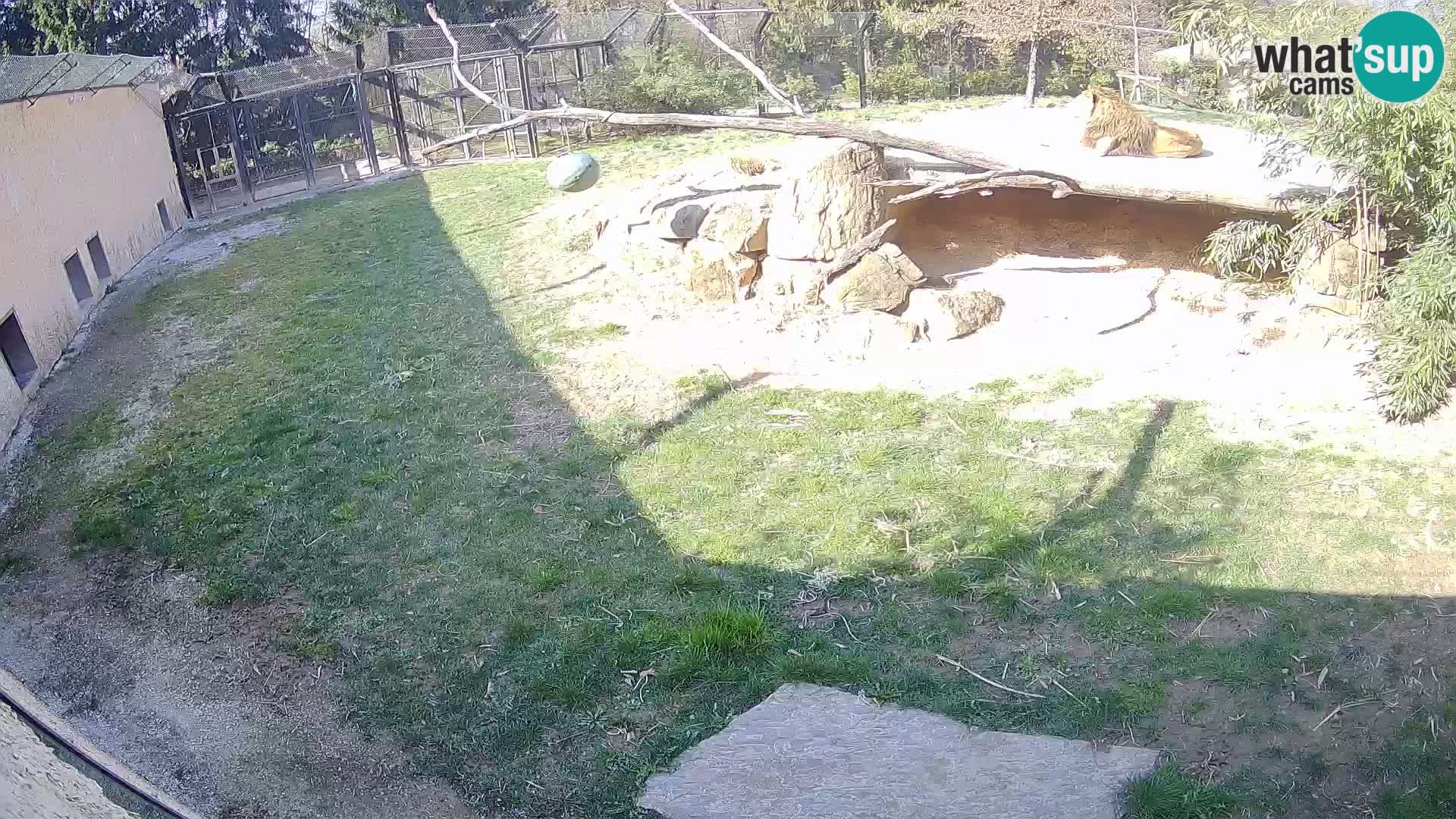 LION webcam en direct du zoo de Ljubljana – Slovénie