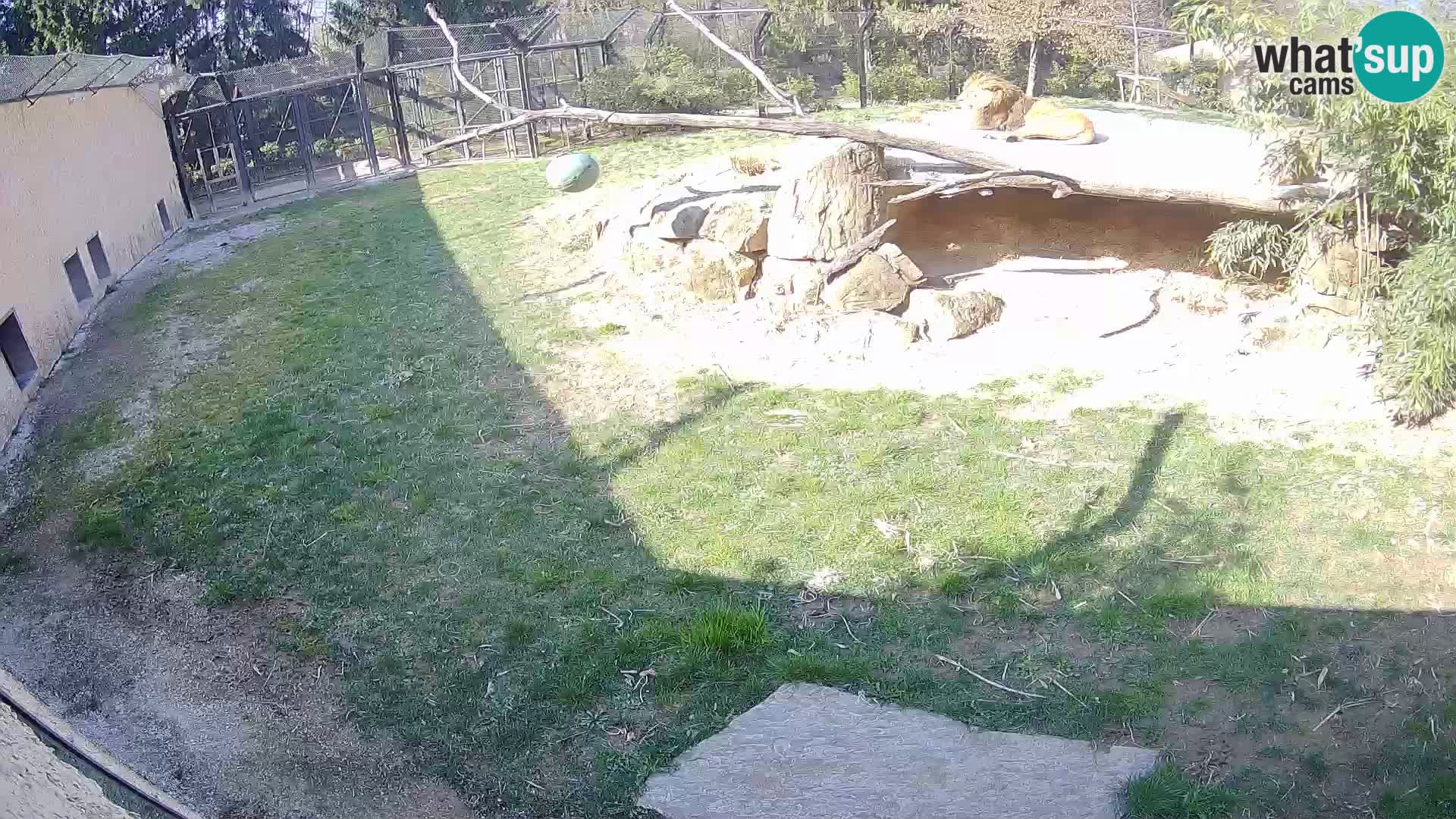 Löwe live Webcam im Zoo von Ljubljana – Slowenien