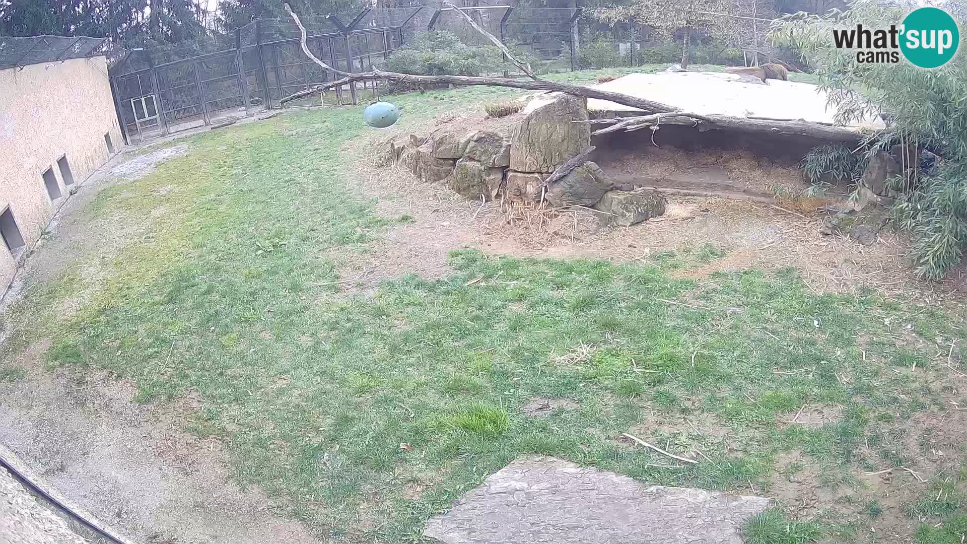 LEON Webcam en vivo en Ljubljana Zoo – Eslovenia