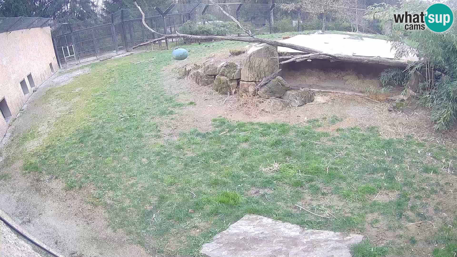 LION live Webcam in Ljubljana Zoo – Slovenia