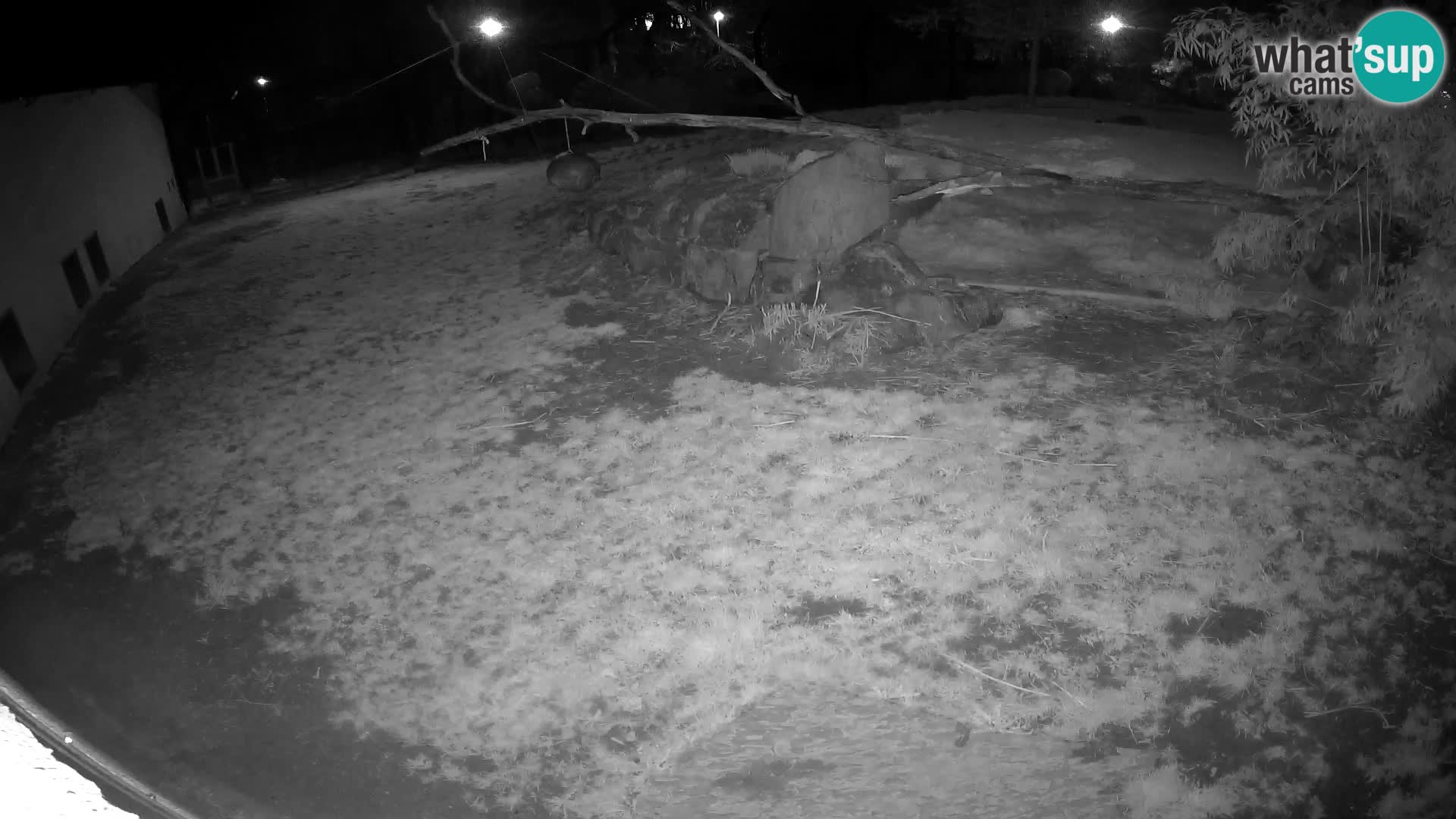 LION live Webcam in Ljubljana Zoo – Slovenia