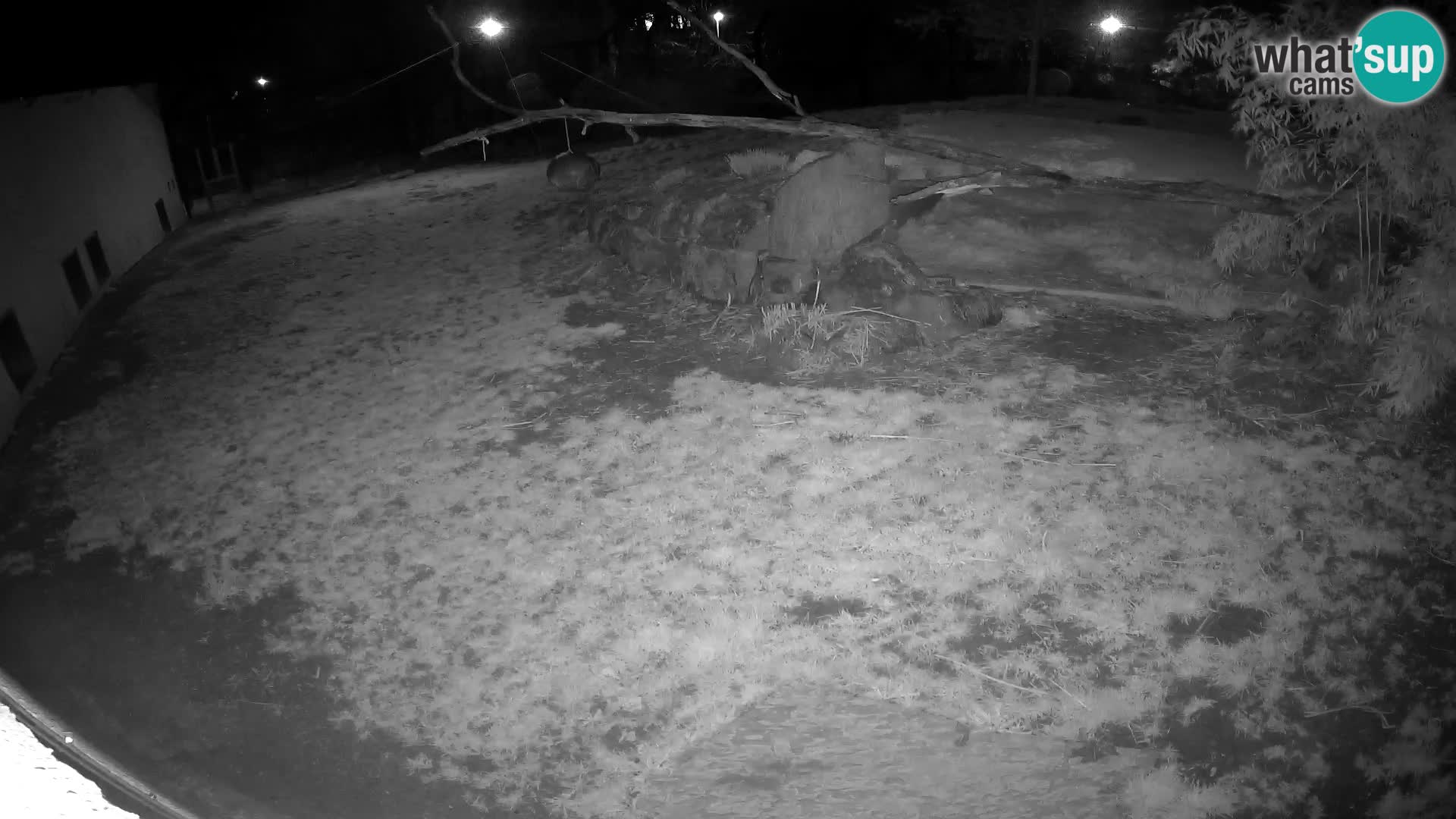 LION webcam en direct du zoo de Ljubljana – Slovénie