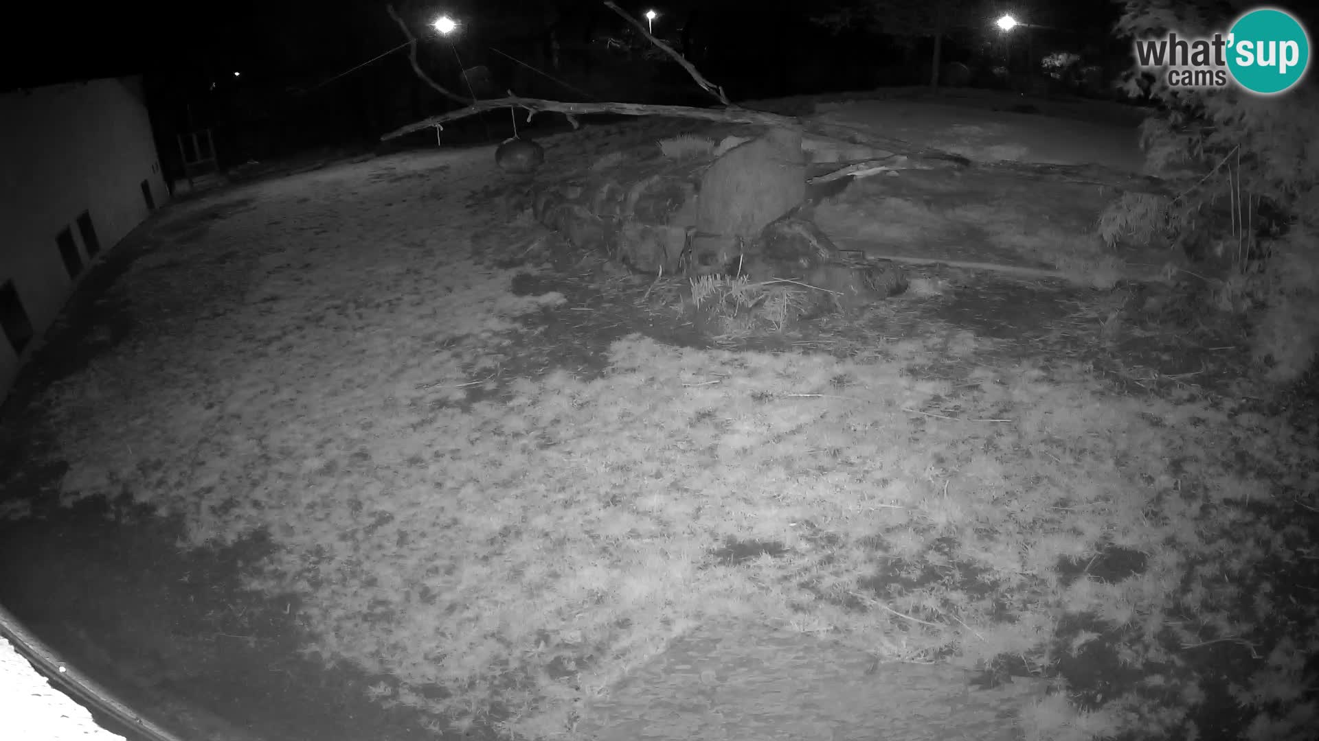 LEVI spletna kamera v živalskem vrtu Ljubljana Zoo