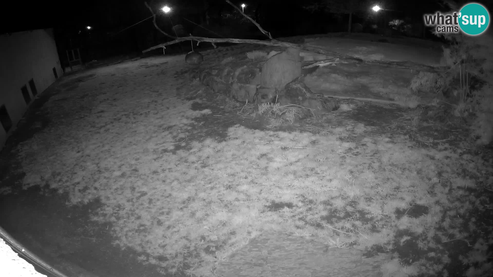 LEON Webcam en vivo en Ljubljana Zoo – Eslovenia