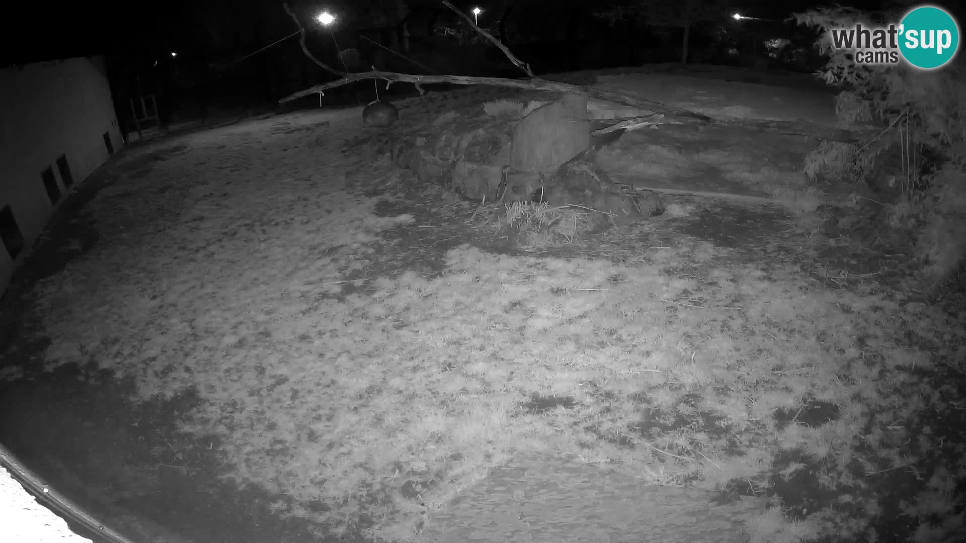 LEON Webcam en vivo en Ljubljana Zoo – Eslovenia