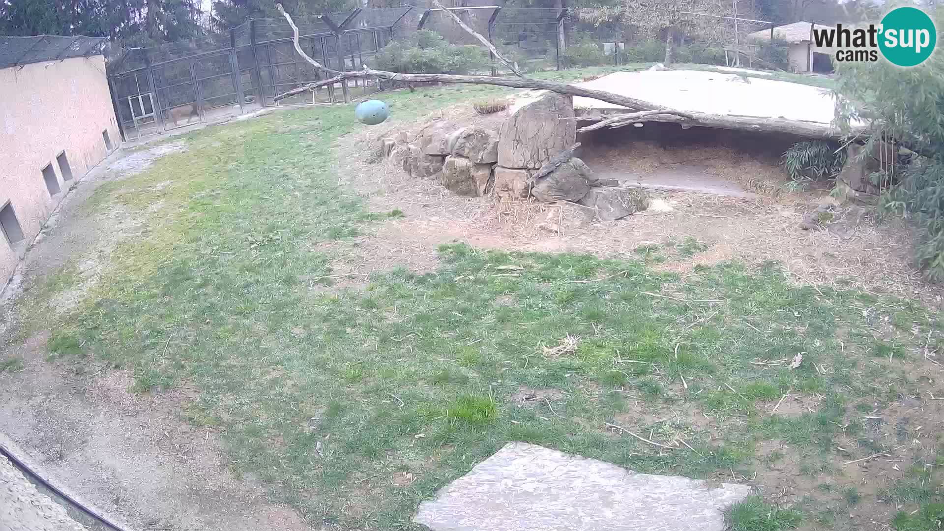 LEVI spletna kamera v živalskem vrtu Ljubljana Zoo