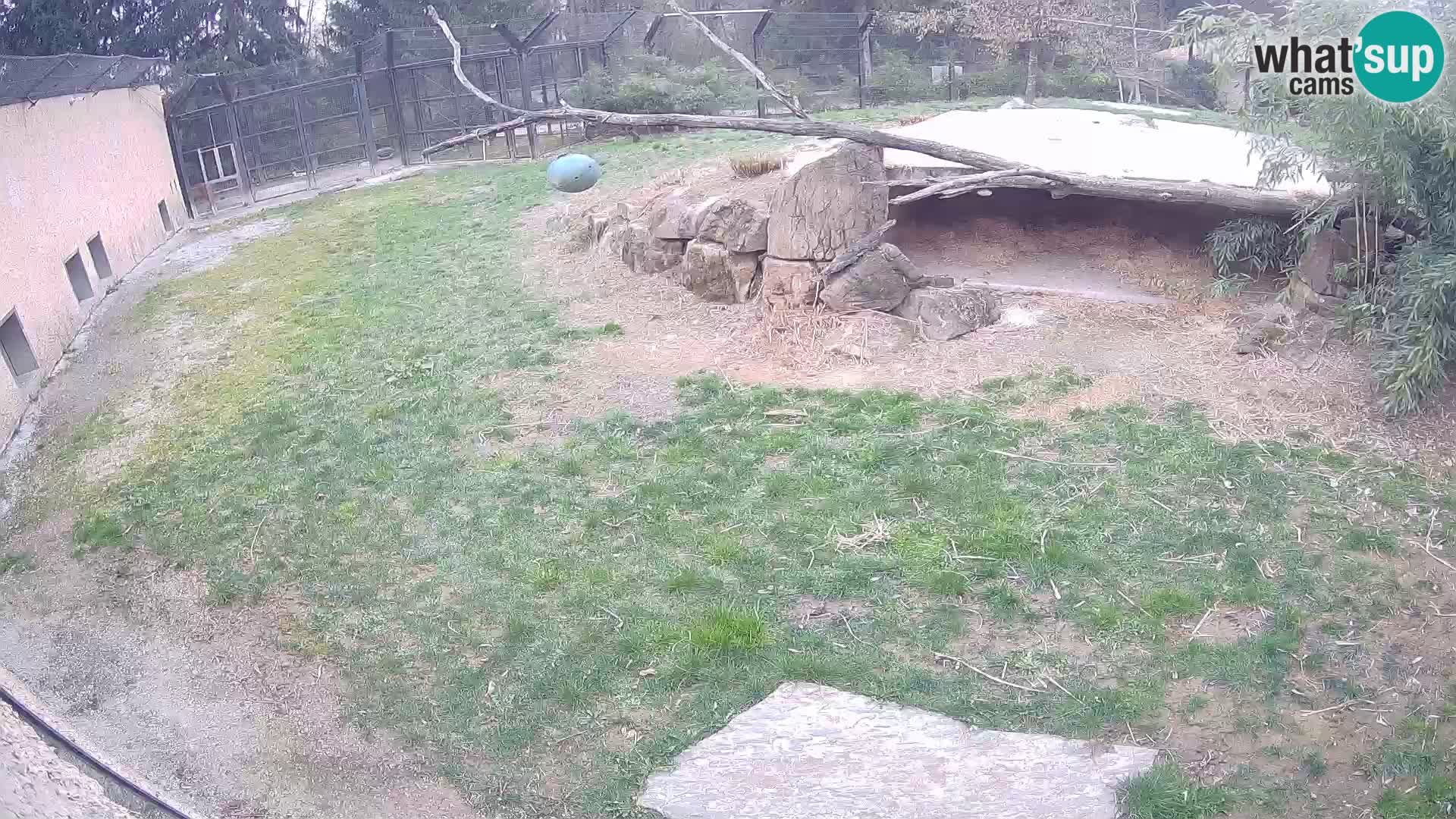 LION live Webcam in Ljubljana Zoo – Slovenia