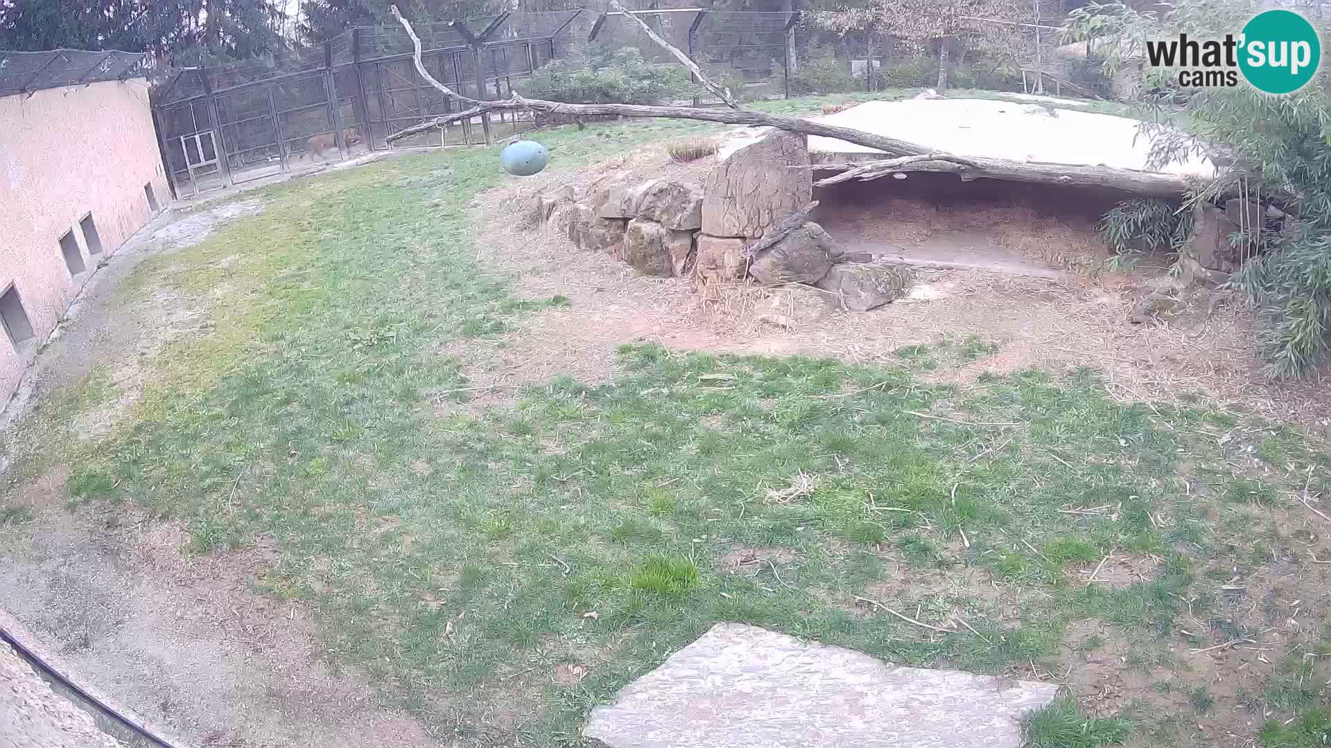 LEONE live Webcam nello zoo di Lubiana – Slovenia
