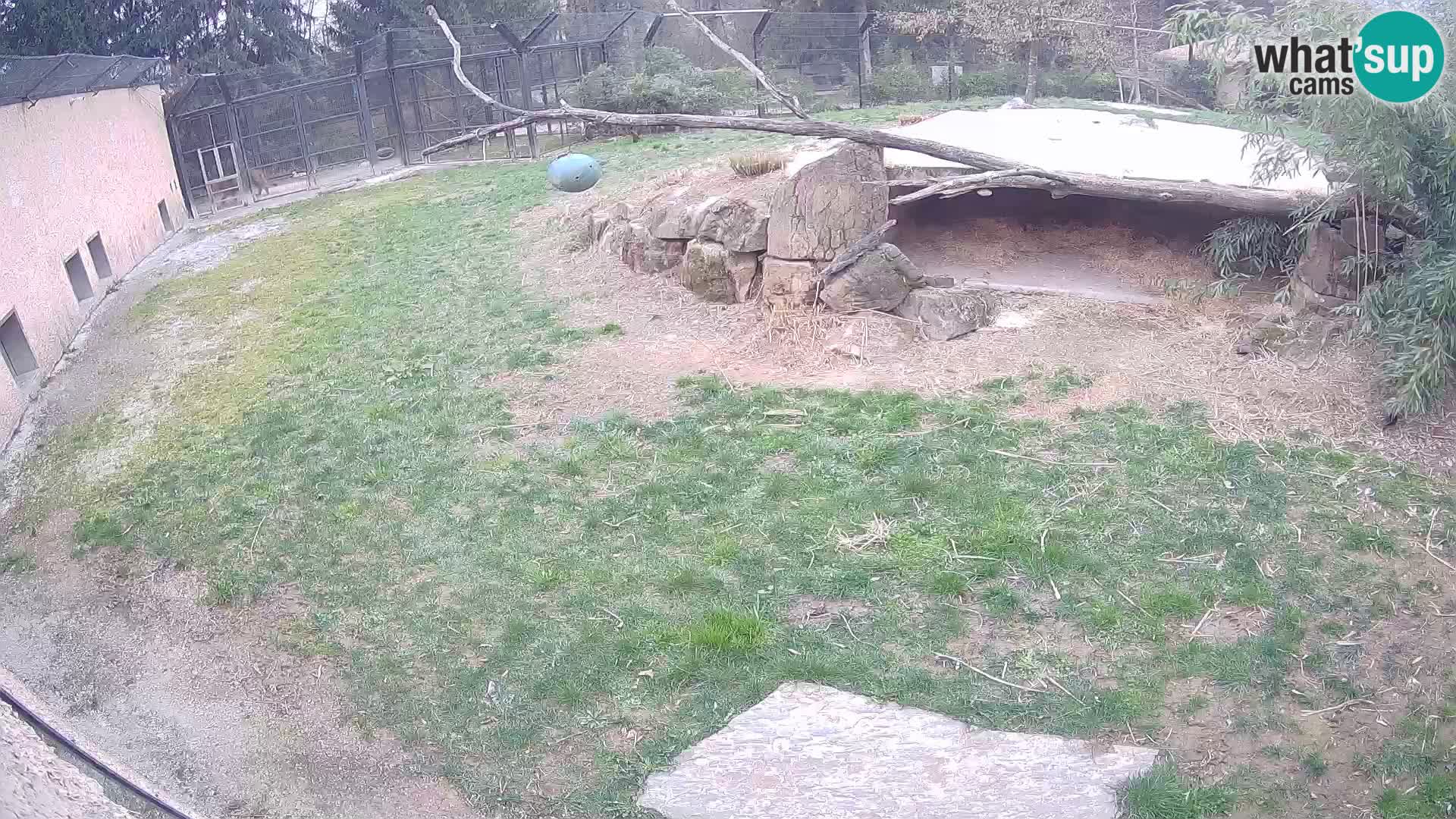 LEON Webcam en vivo en Ljubljana Zoo – Eslovenia