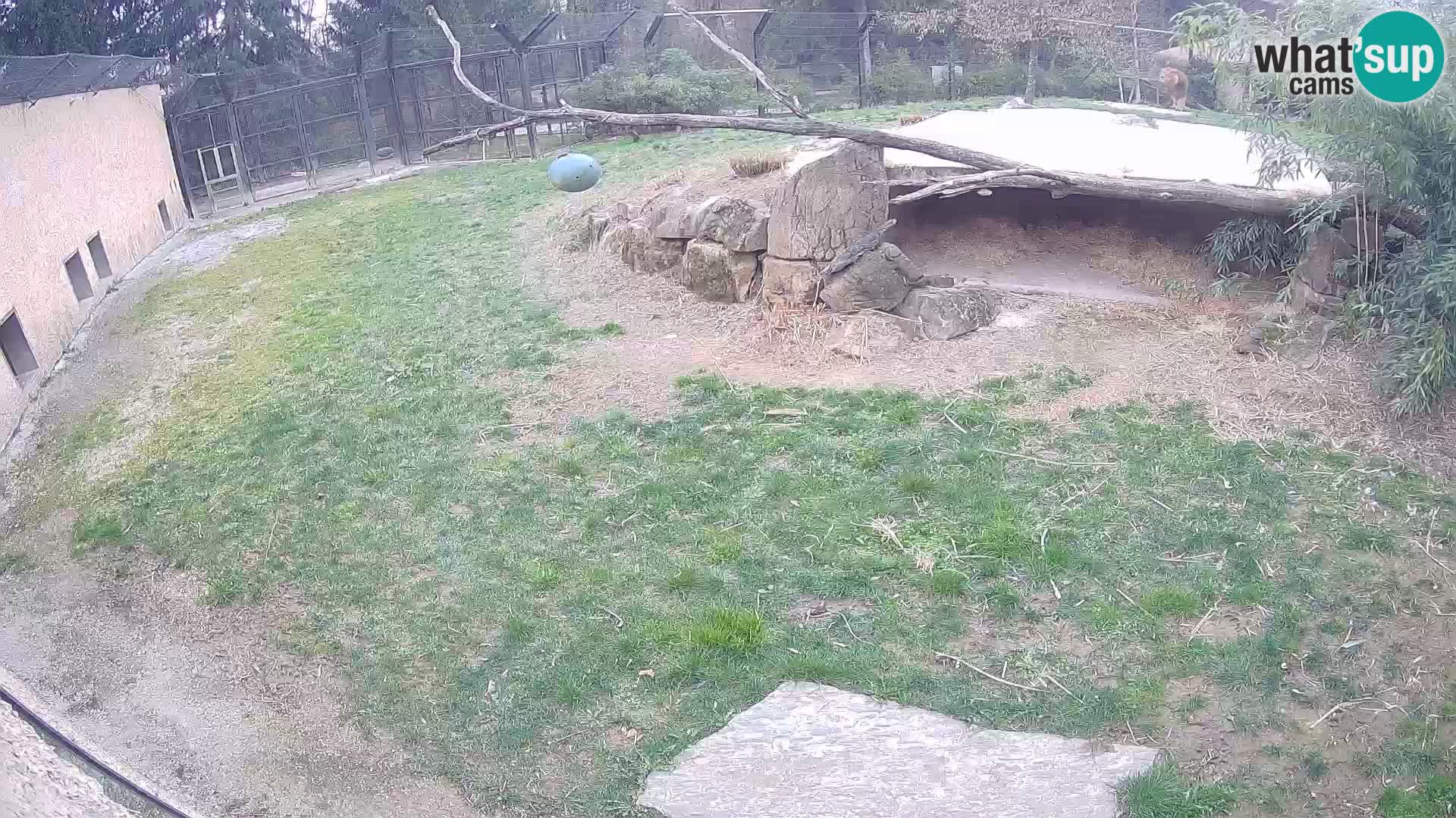 LION live Webcam in Ljubljana Zoo – Slovenia