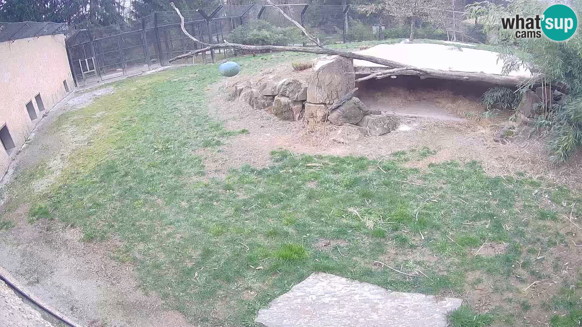 Löwe live Webcam im Zoo von Ljubljana – Slowenien