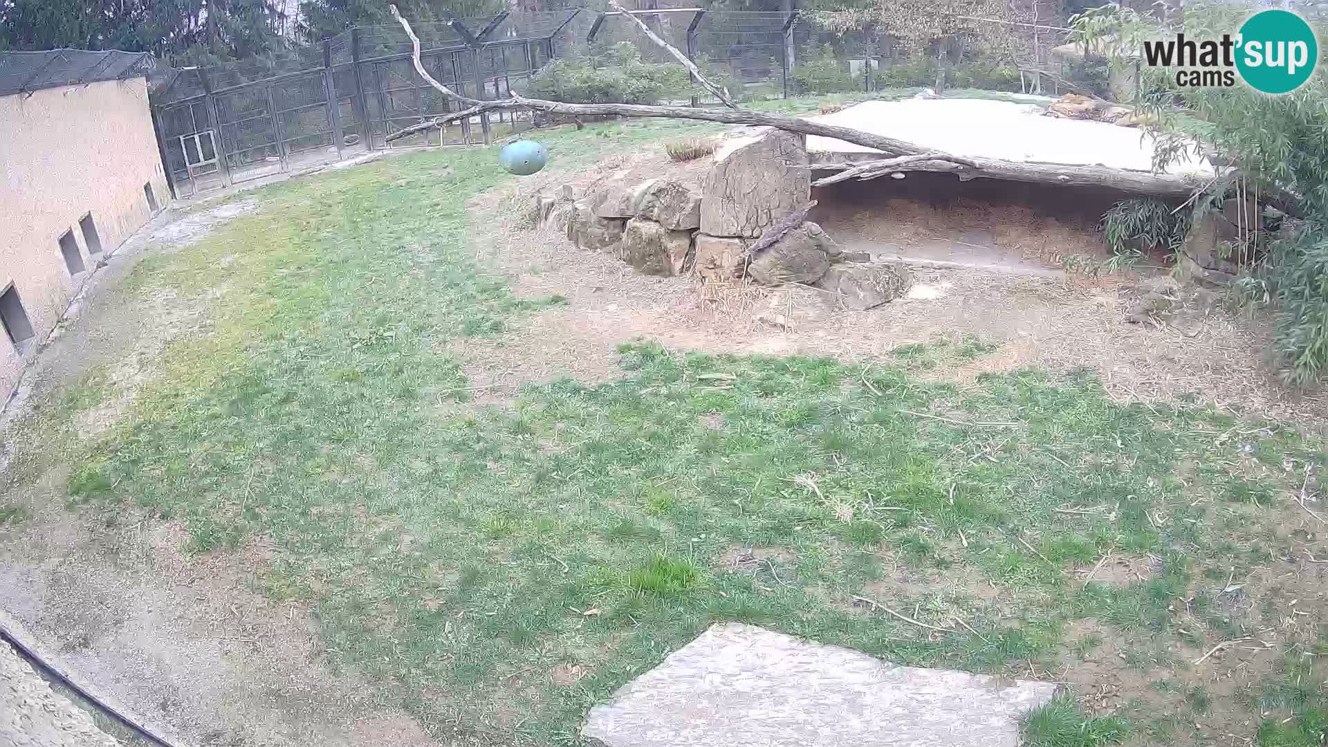 LEONE live Webcam nello zoo di Lubiana – Slovenia