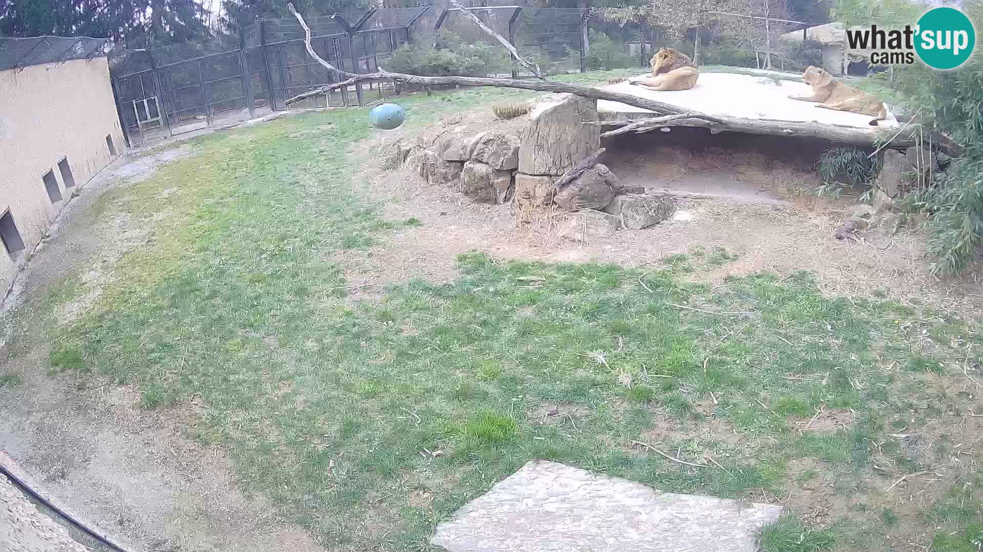 LION webcam en direct du zoo de Ljubljana – Slovénie