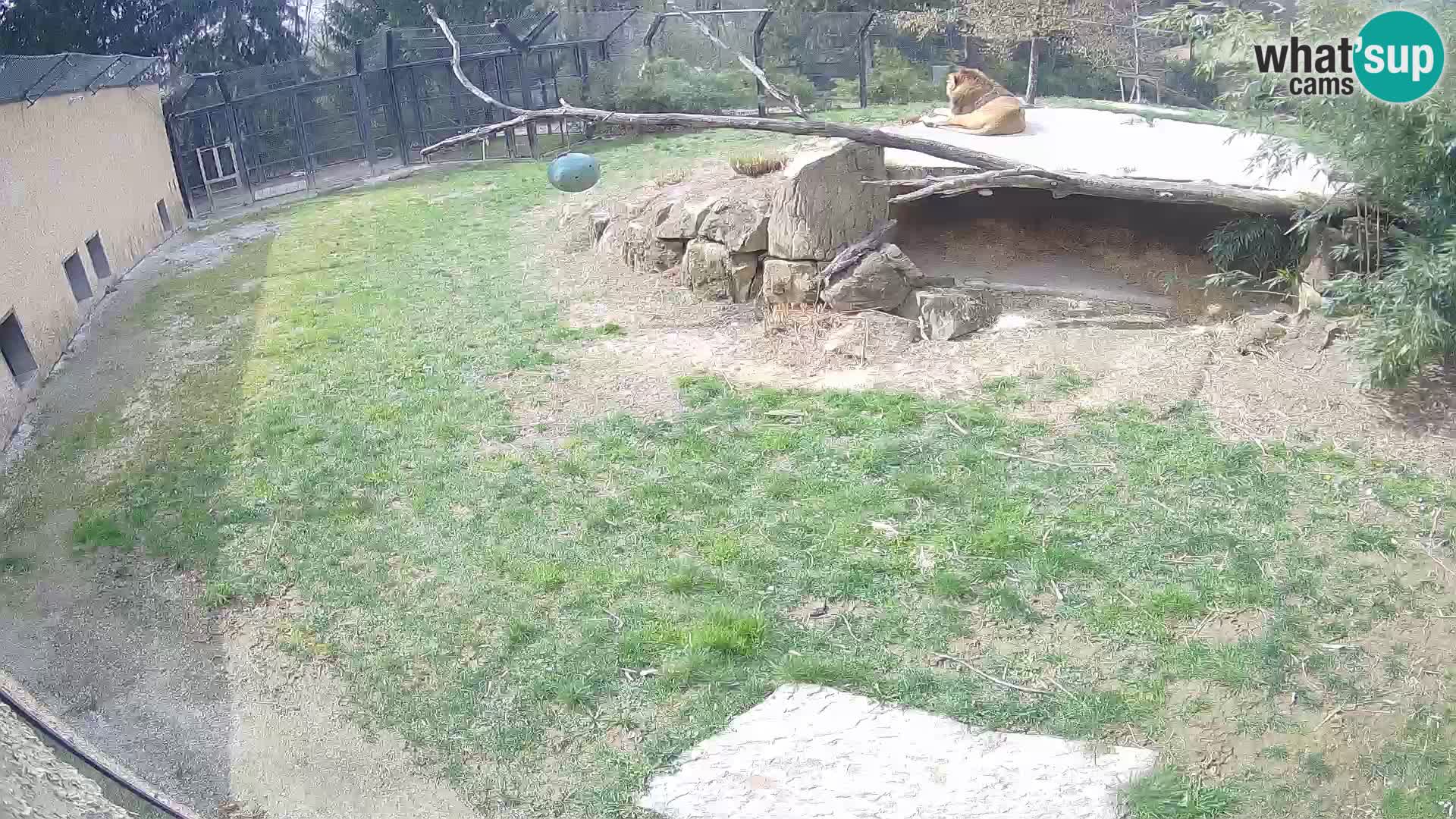 LION webcam en direct du zoo de Ljubljana – Slovénie