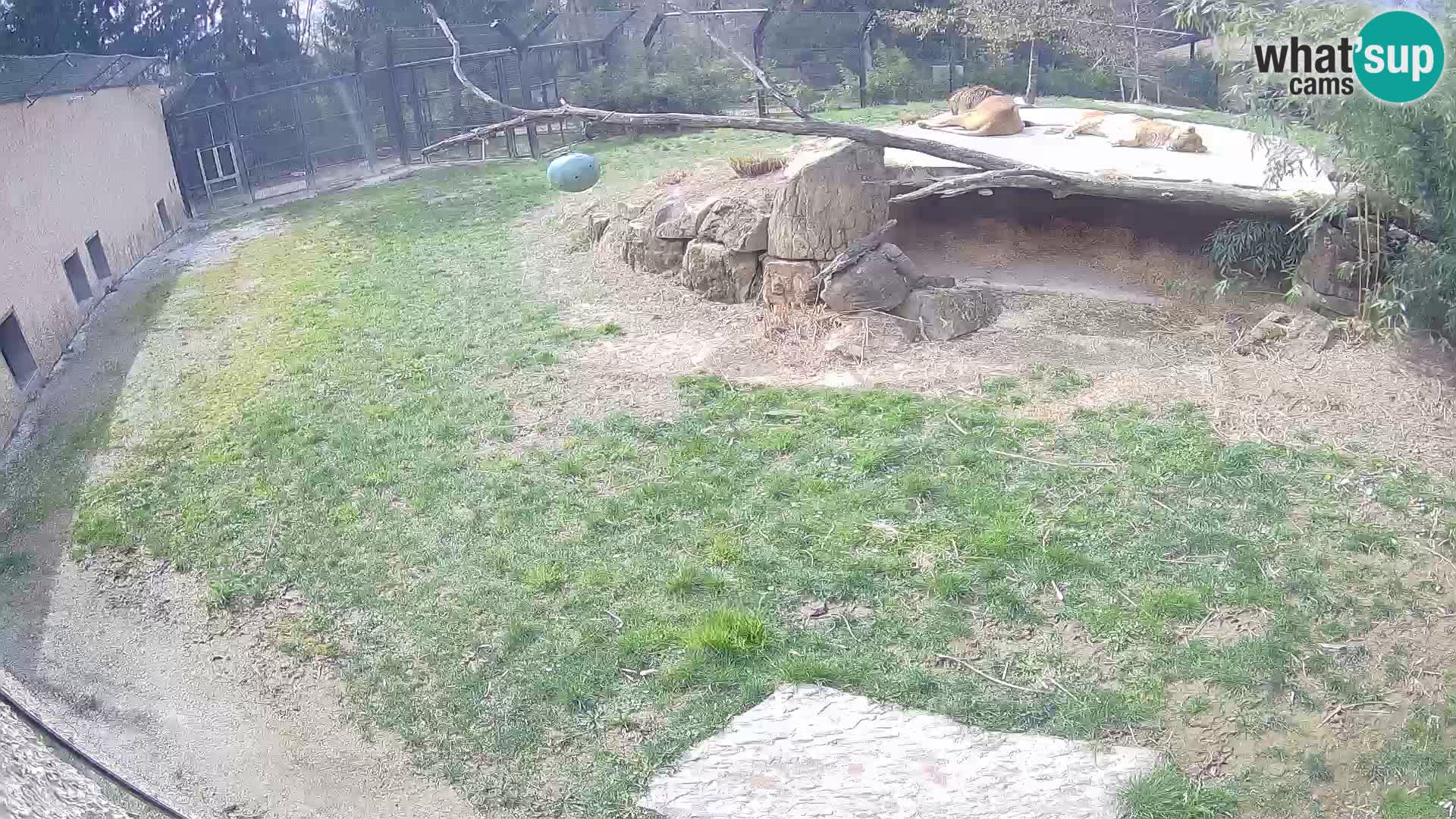 LION webcam en direct du zoo de Ljubljana – Slovénie