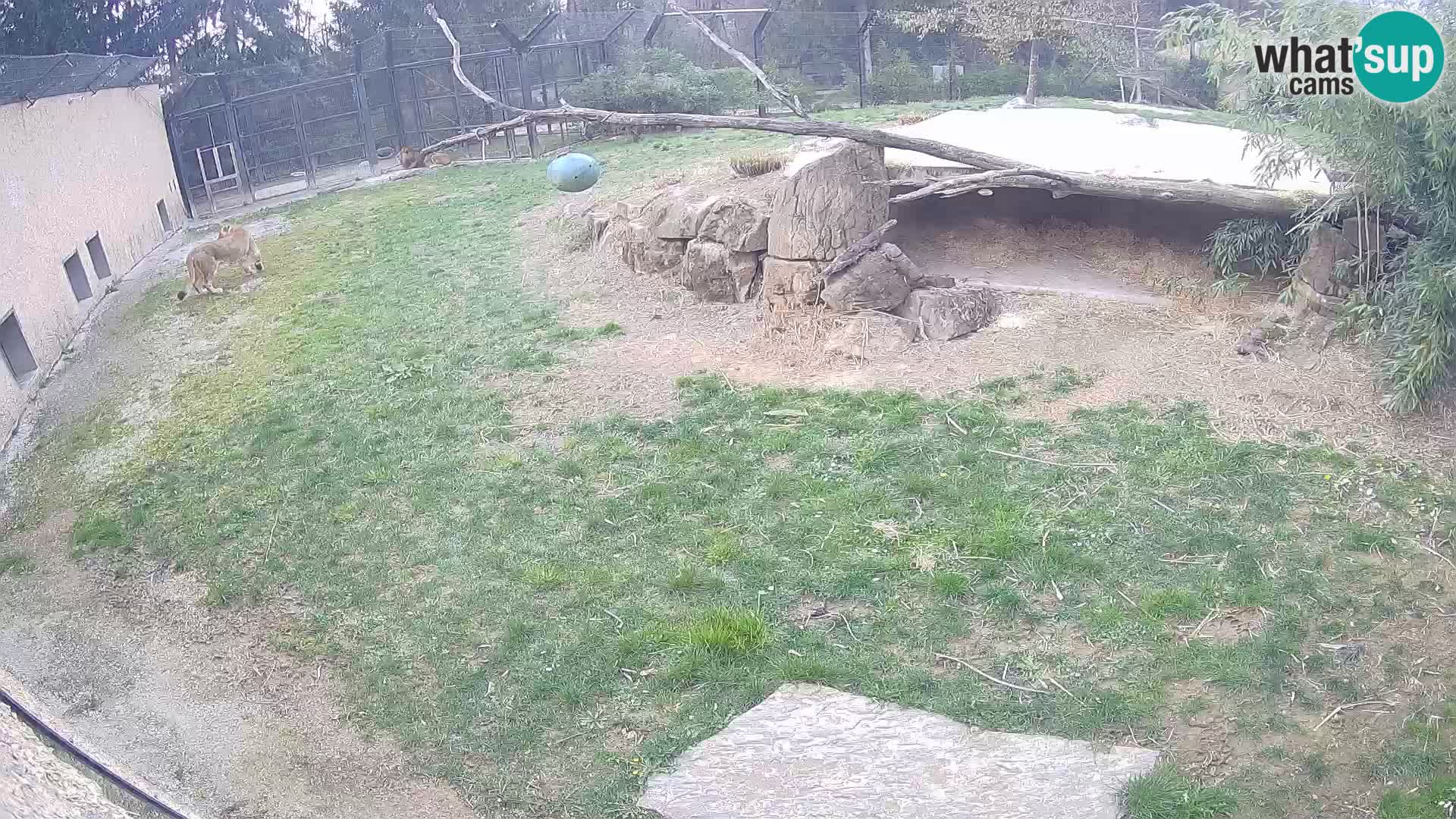 LEON Webcam en vivo en Ljubljana Zoo – Eslovenia