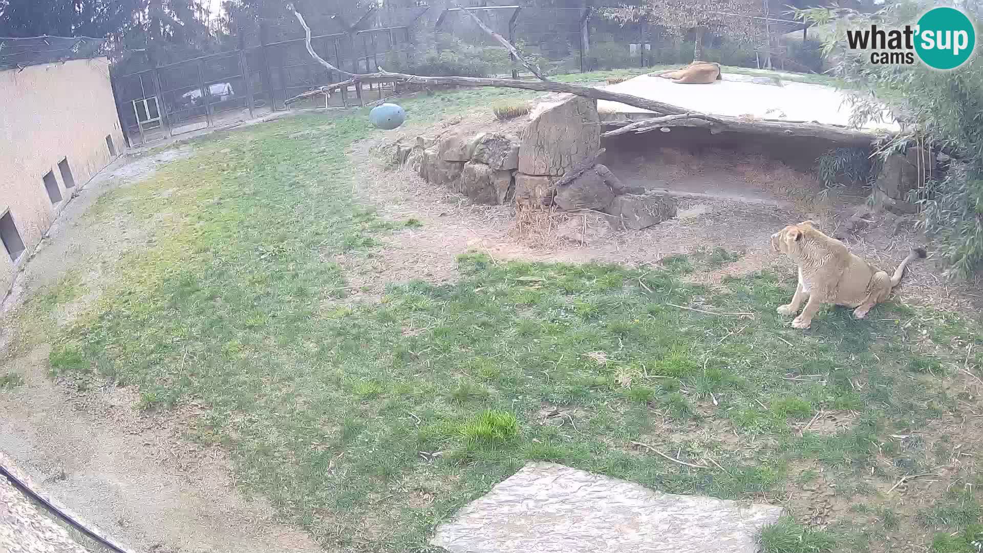 LION live Webcam in Ljubljana Zoo – Slovenia