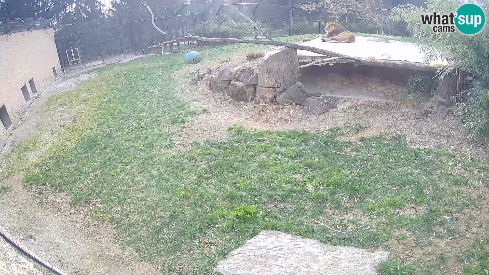 LEON Webcam en vivo en Ljubljana Zoo – Eslovenia