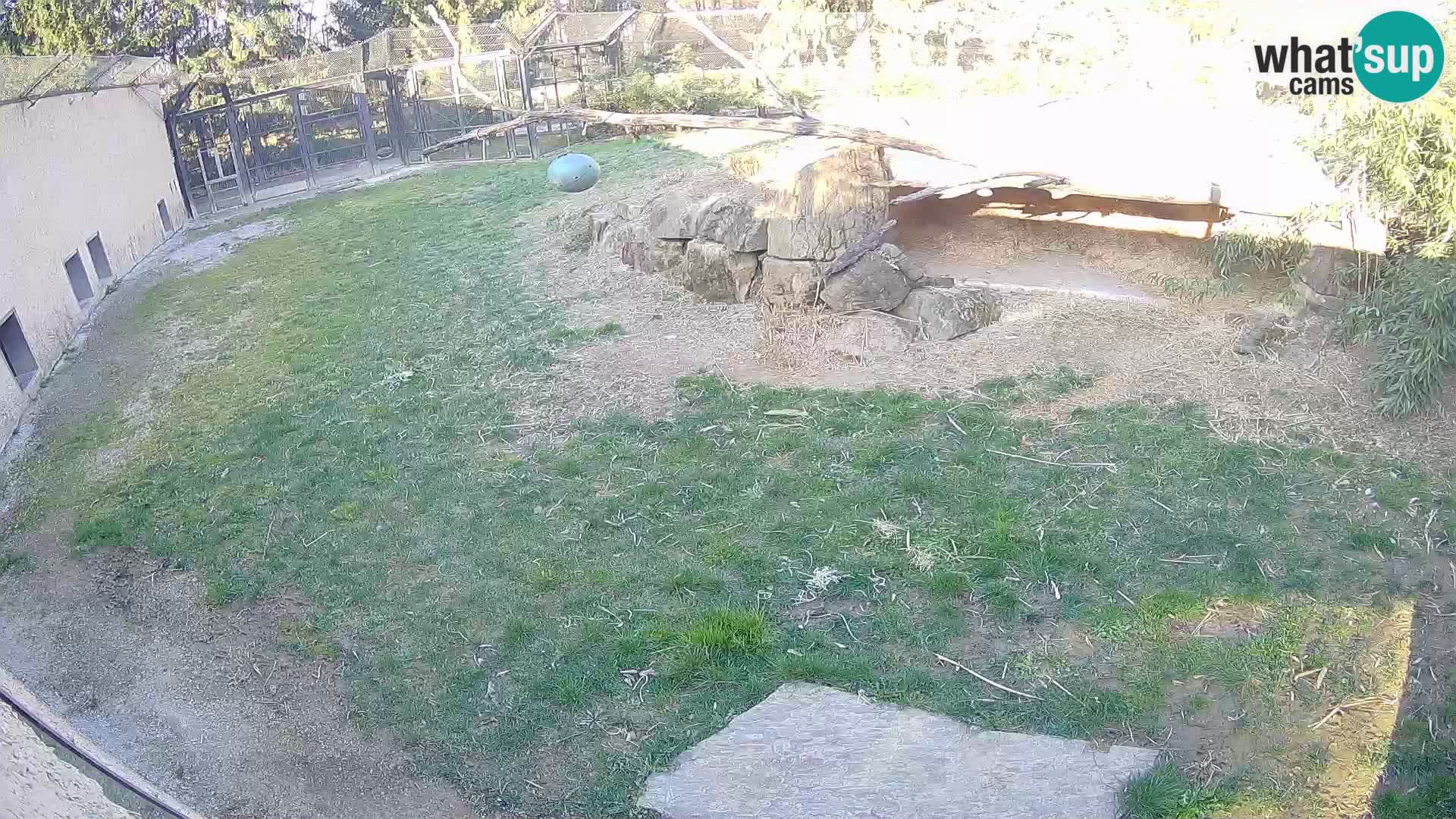 LION live Webcam in Ljubljana Zoo – Slovenia