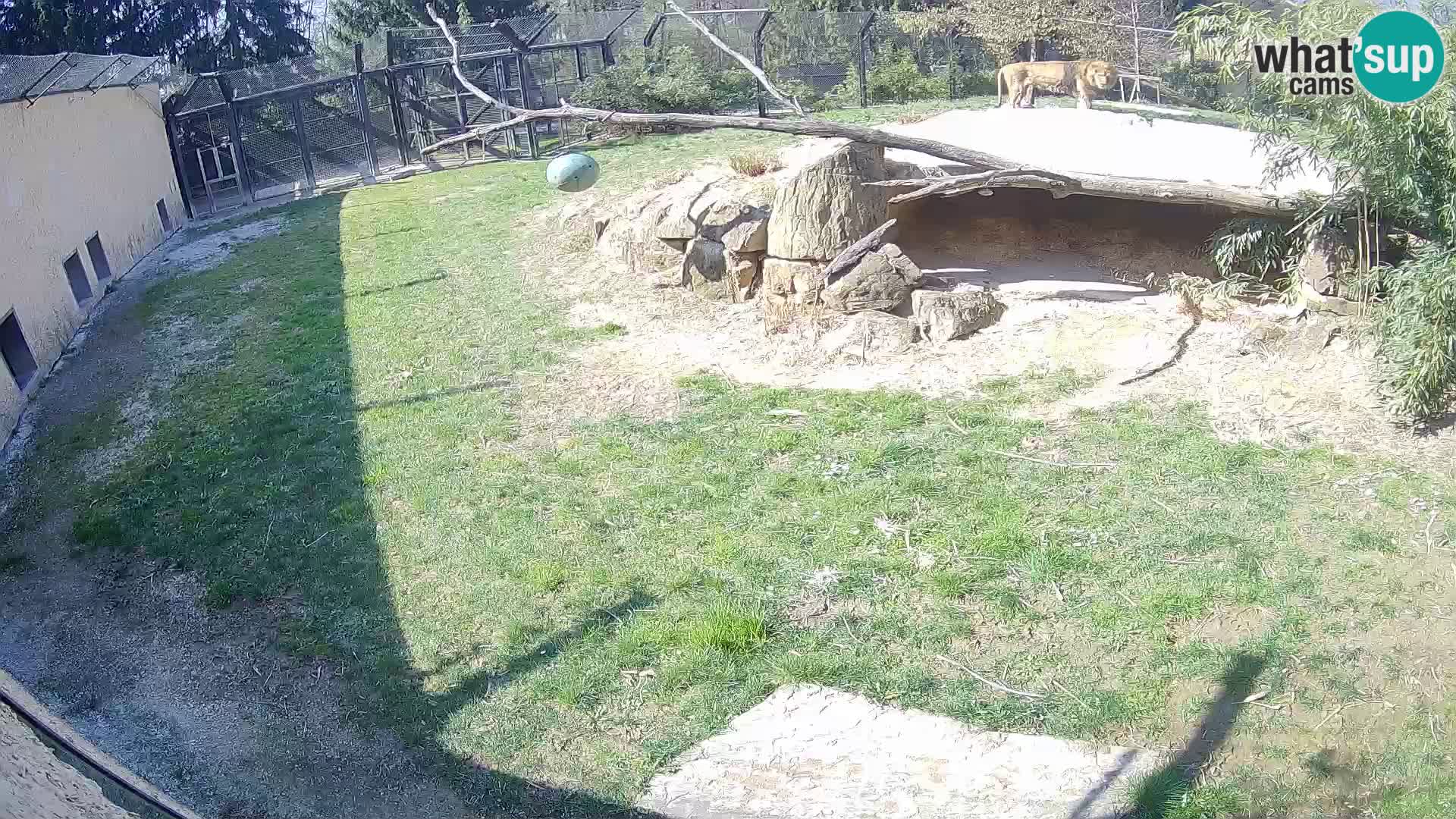 LEVI spletna kamera v živalskem vrtu Ljubljana Zoo