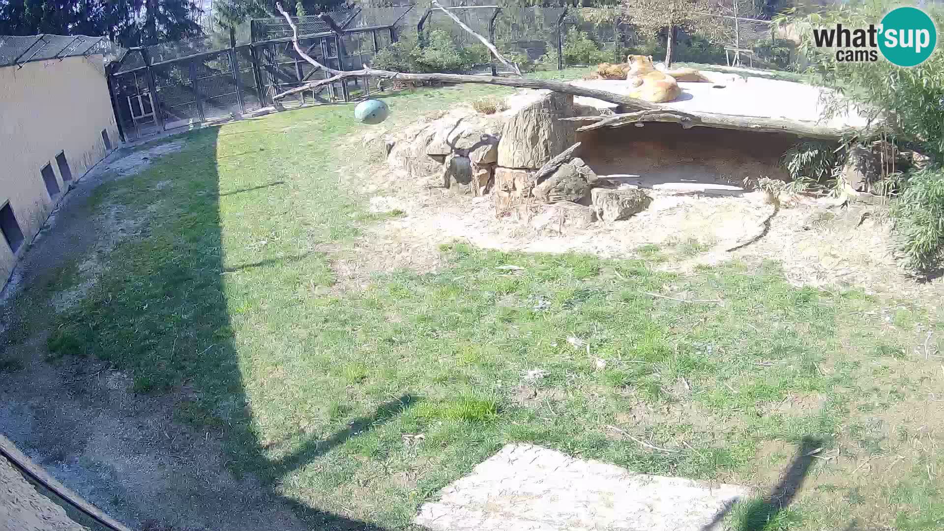 LION live Webcam in Ljubljana Zoo – Slovenia