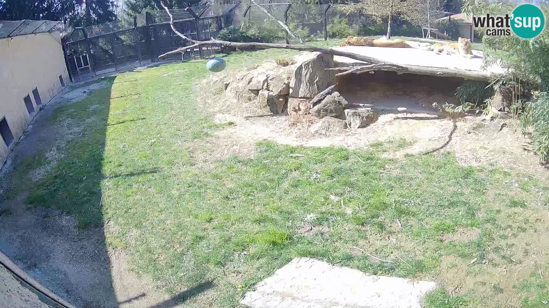 Löwe live Webcam im Zoo von Ljubljana – Slowenien