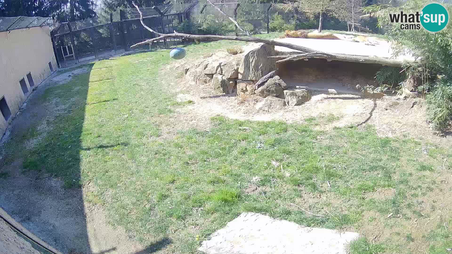LION webcam en direct du zoo de Ljubljana – Slovénie