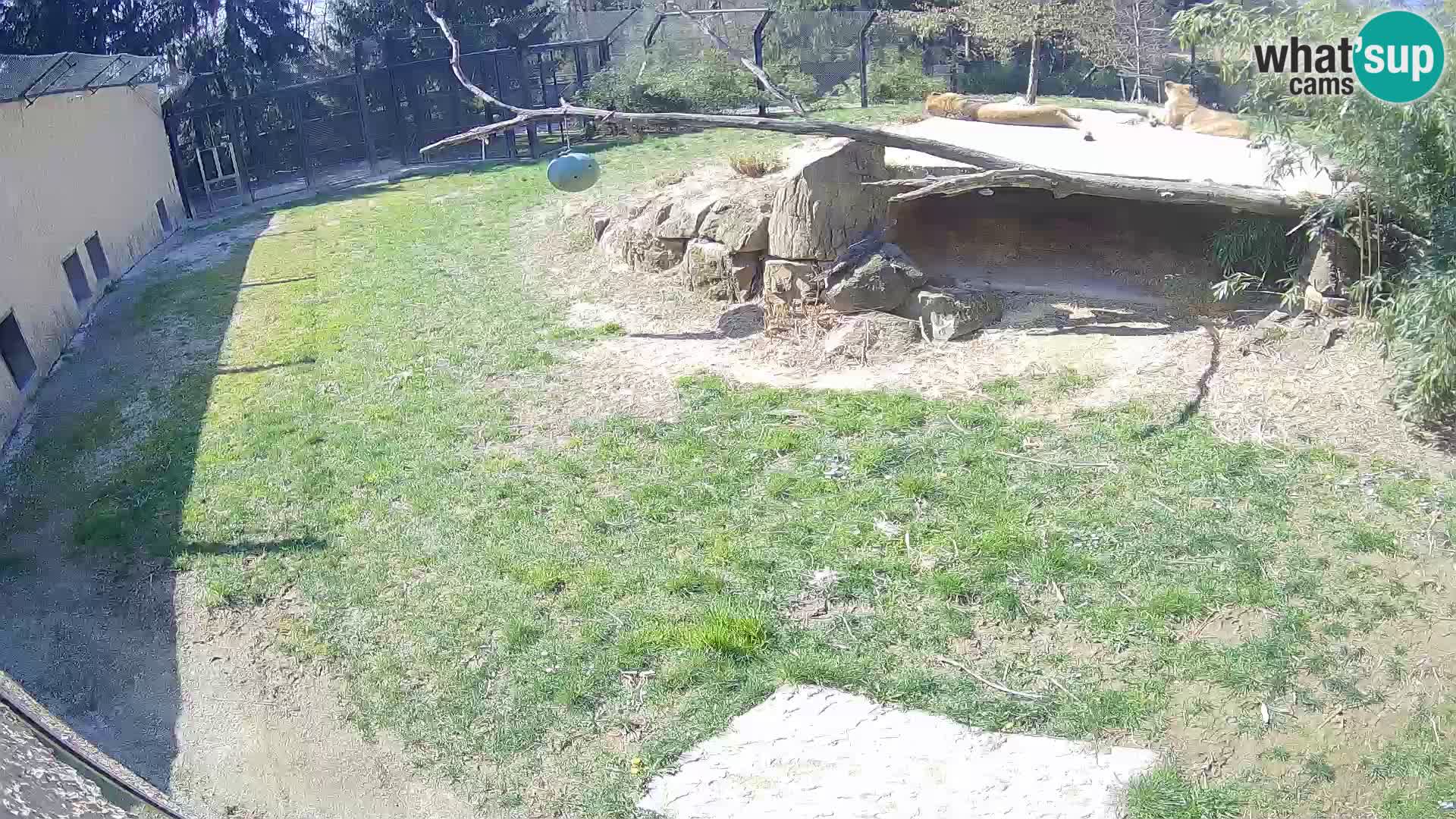 LION live Webcam in Ljubljana Zoo – Slovenia
