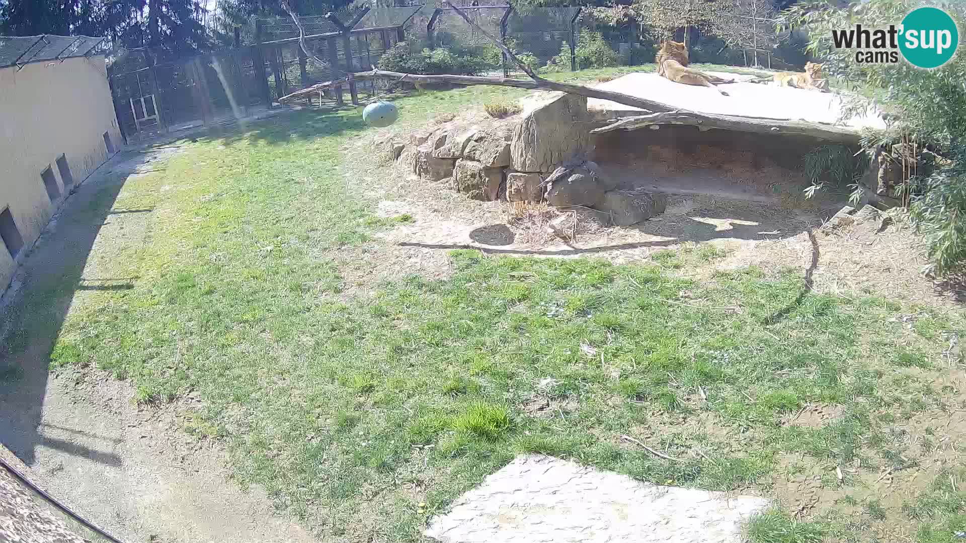 Löwe live Webcam im Zoo von Ljubljana – Slowenien