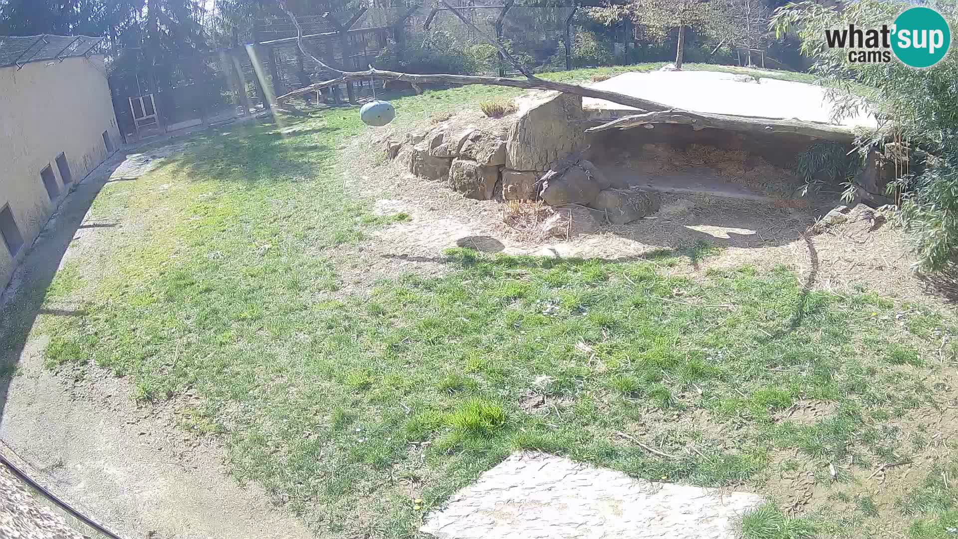 LEVI spletna kamera v živalskem vrtu Ljubljana Zoo