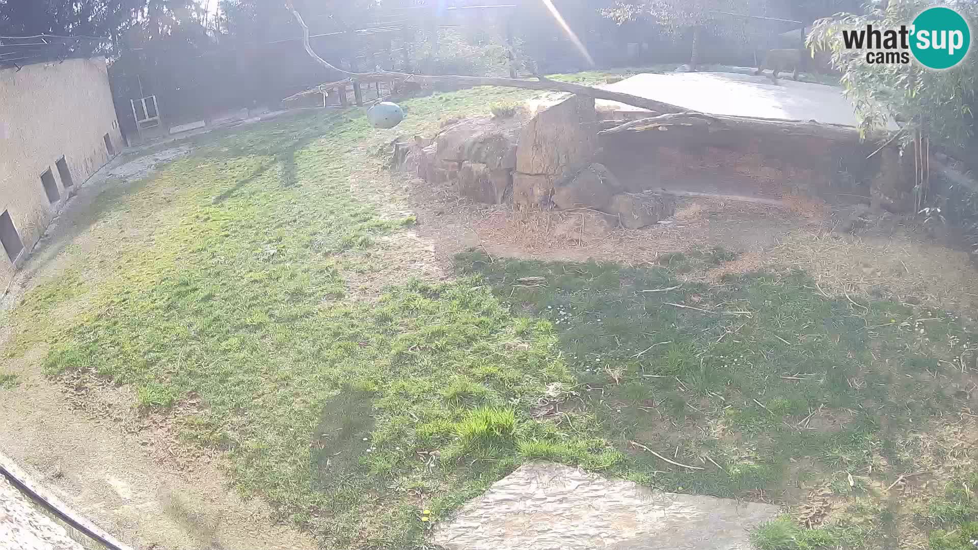 LION webcam en direct du zoo de Ljubljana – Slovénie
