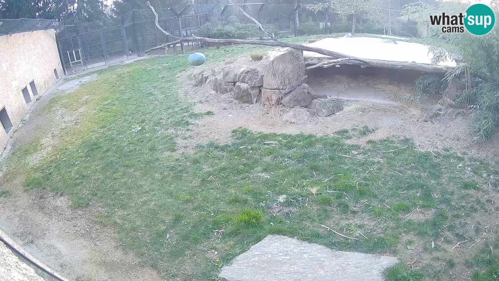 LION webcam en direct du zoo de Ljubljana – Slovénie