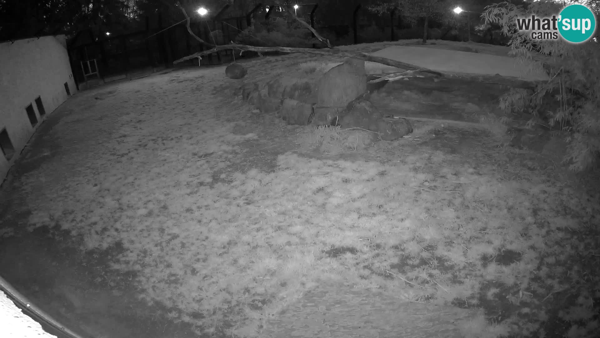 LEONE live Webcam nello zoo di Lubiana – Slovenia