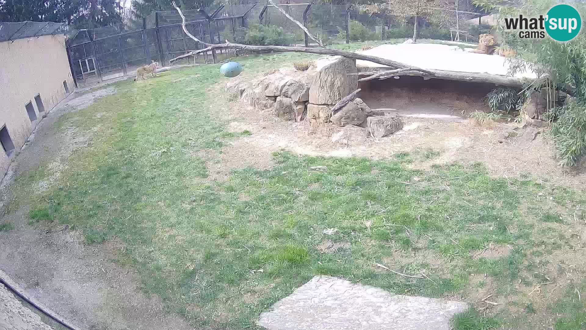 Lavovi web kamera uživo u ljubljanskom zoološkom vrtu – Slovenija