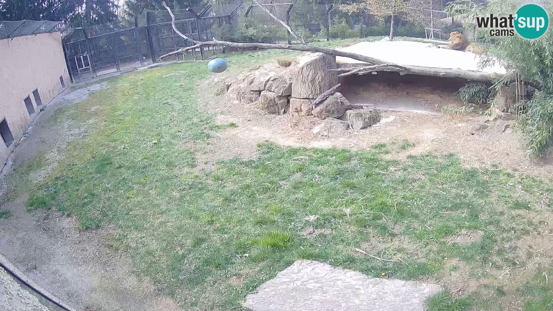 LION webcam en direct du zoo de Ljubljana – Slovénie