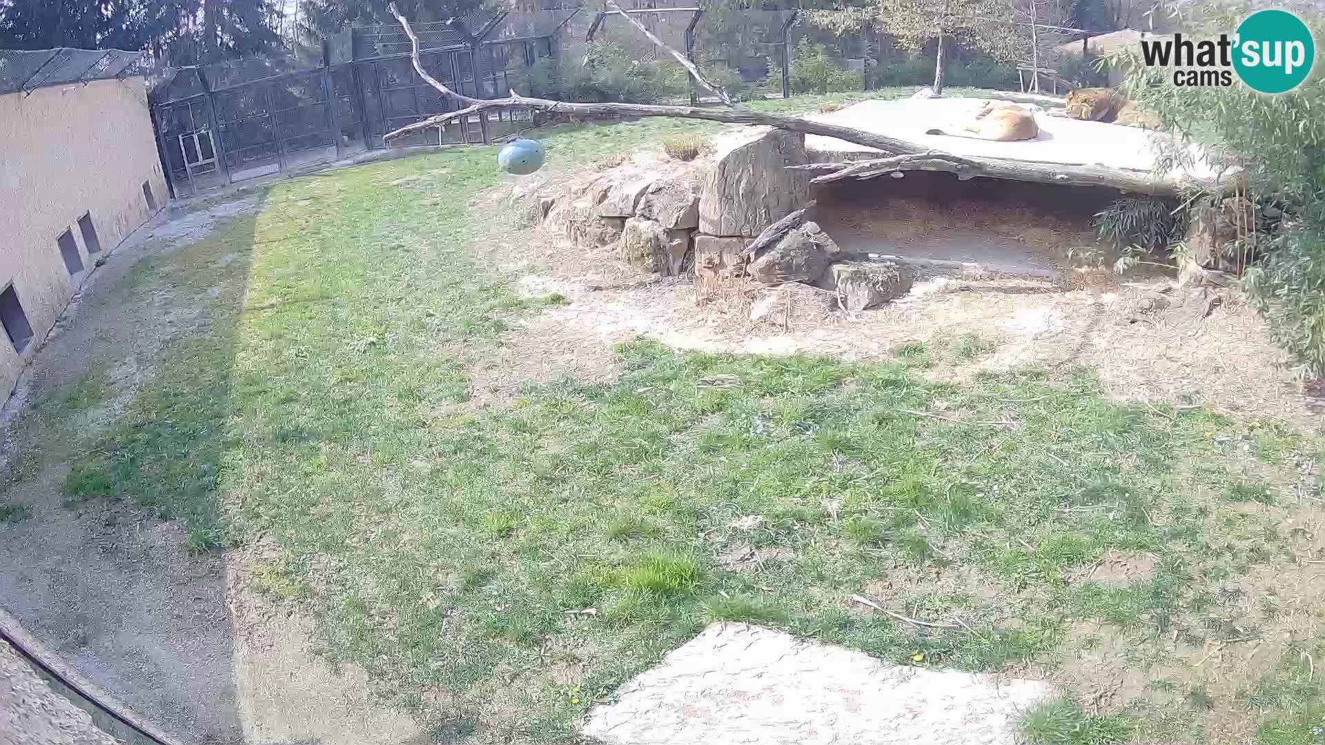 LION live Webcam in Ljubljana Zoo – Slovenia