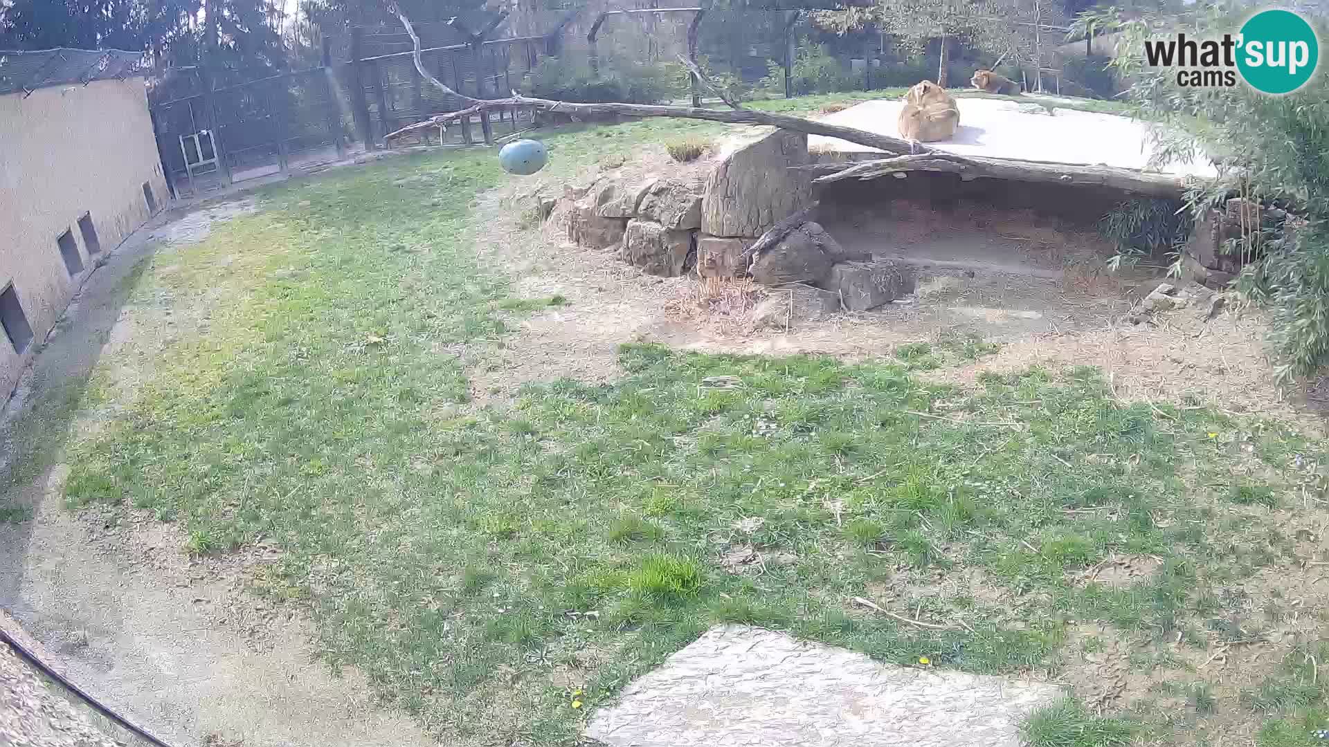 Löwe live Webcam im Zoo von Ljubljana – Slowenien