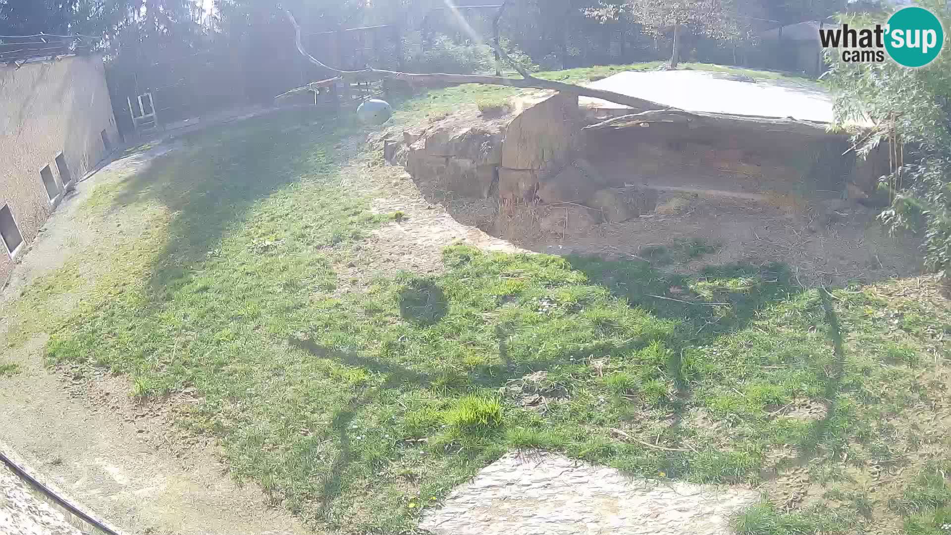 Löwe live Webcam im Zoo von Ljubljana – Slowenien