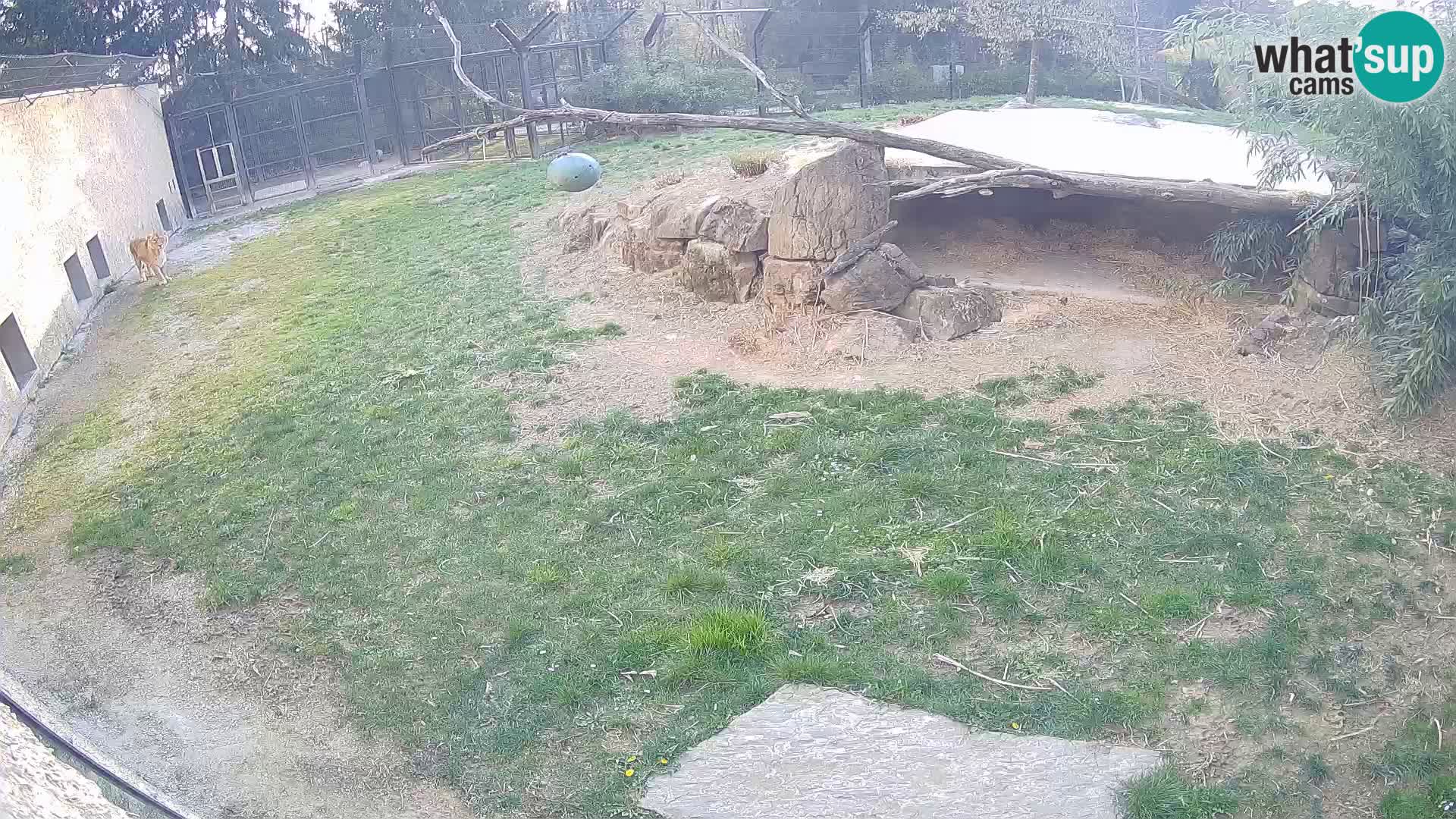 LION webcam en direct du zoo de Ljubljana – Slovénie