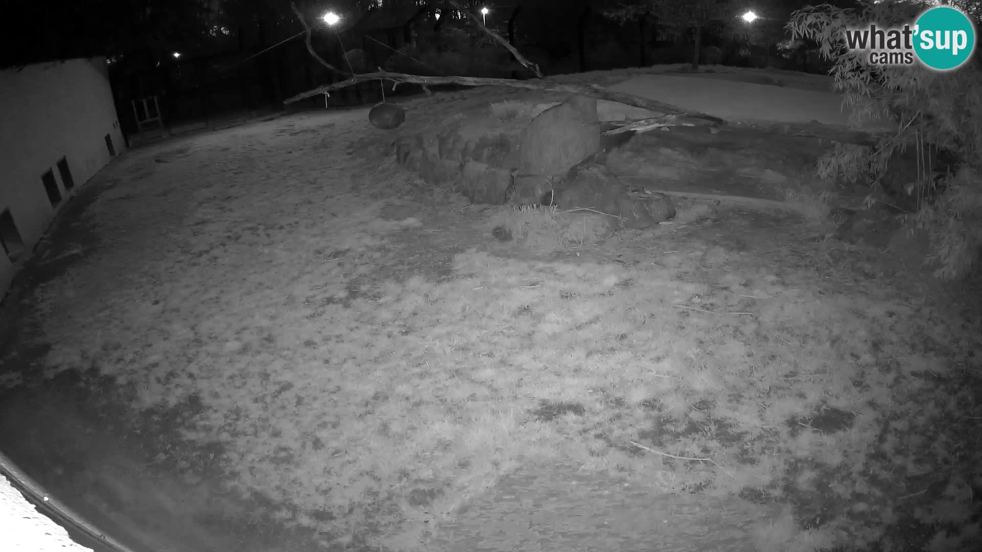 LION webcam en direct du zoo de Ljubljana – Slovénie