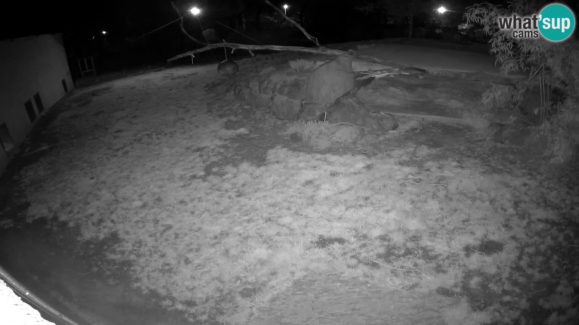 LEON Webcam en vivo en Ljubljana Zoo – Eslovenia