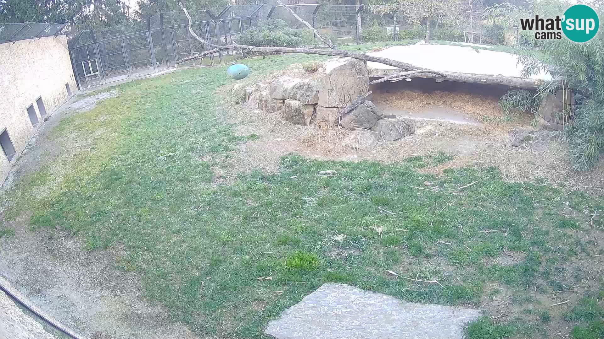 LION live Webcam in Ljubljana Zoo – Slovenia