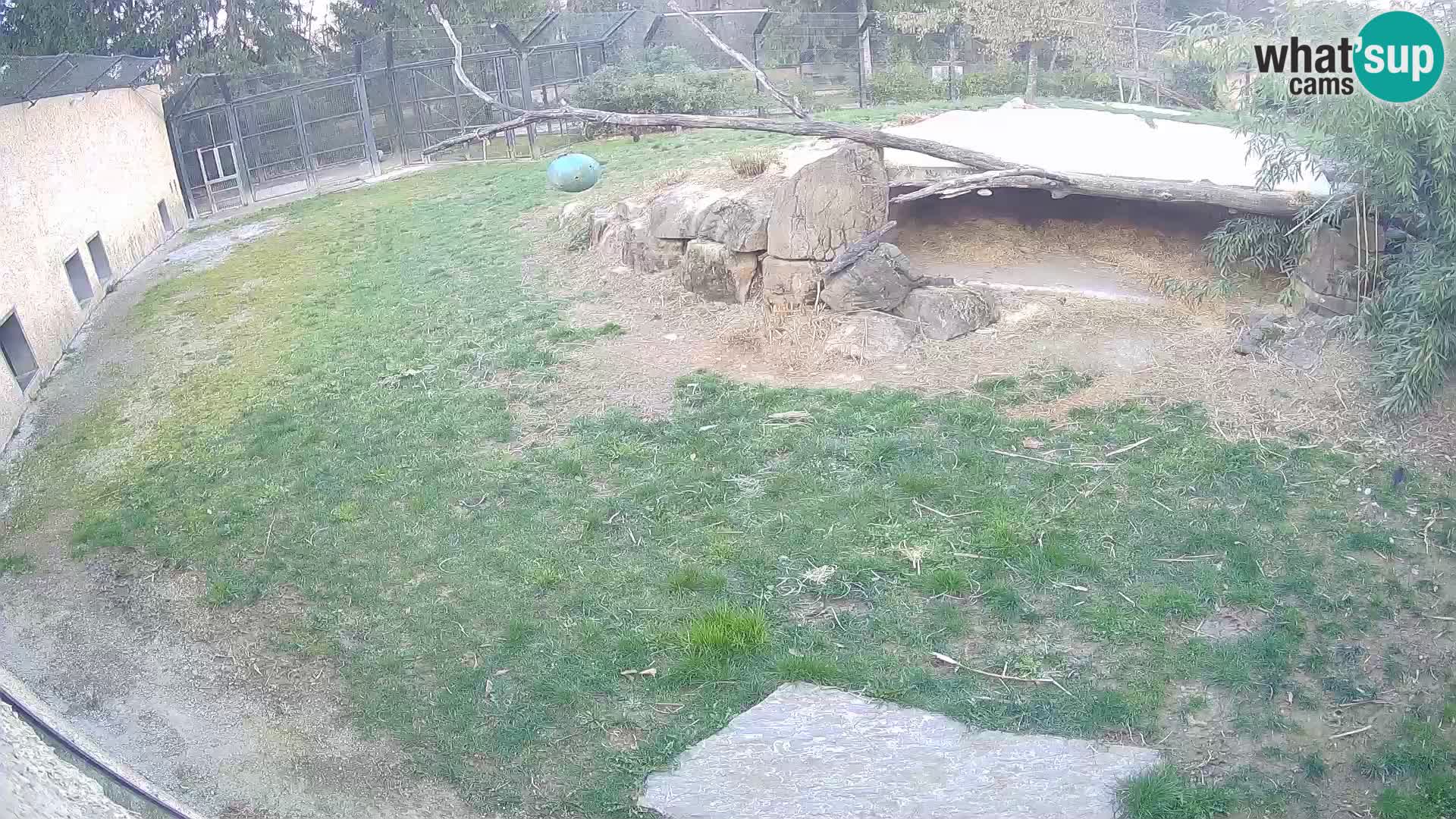 LION live Webcam in Ljubljana Zoo – Slovenia
